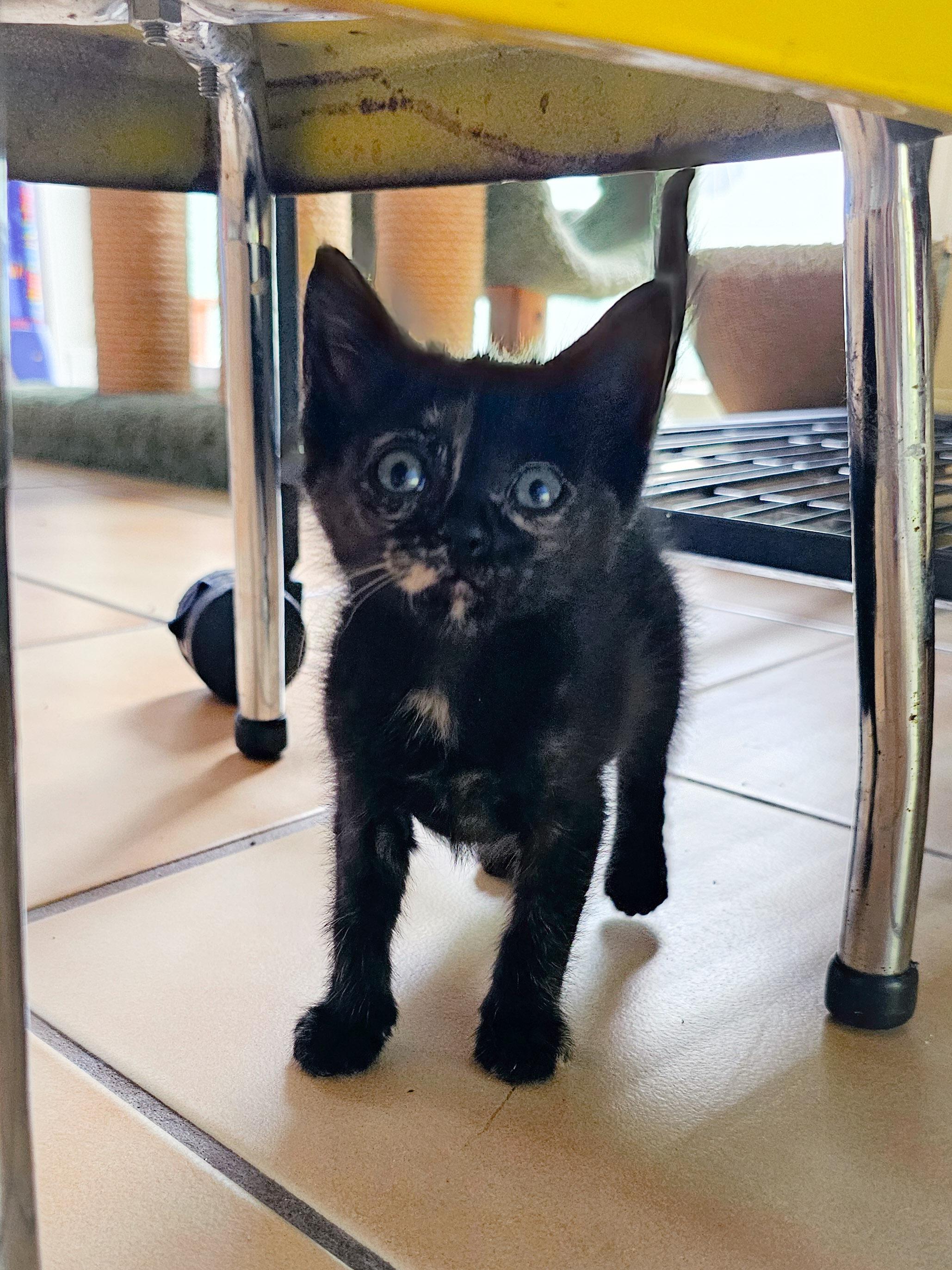 Billie Jean, a Adoptable Domestic Short Hair in Naples, FL image 5/5