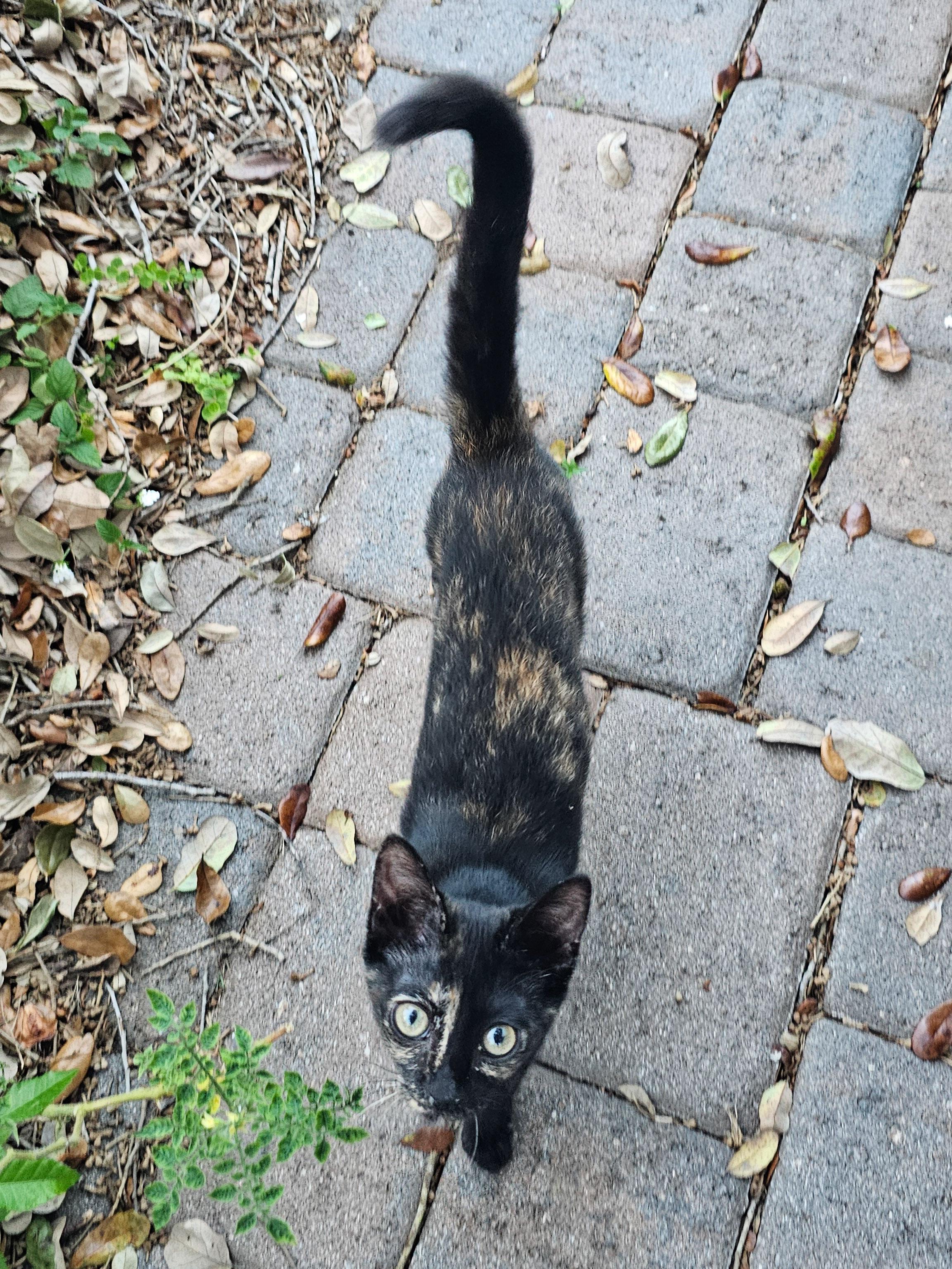 Enlarge Billie Jean, a Adoptable Domestic Short Hair in Naples, FL image 5/5