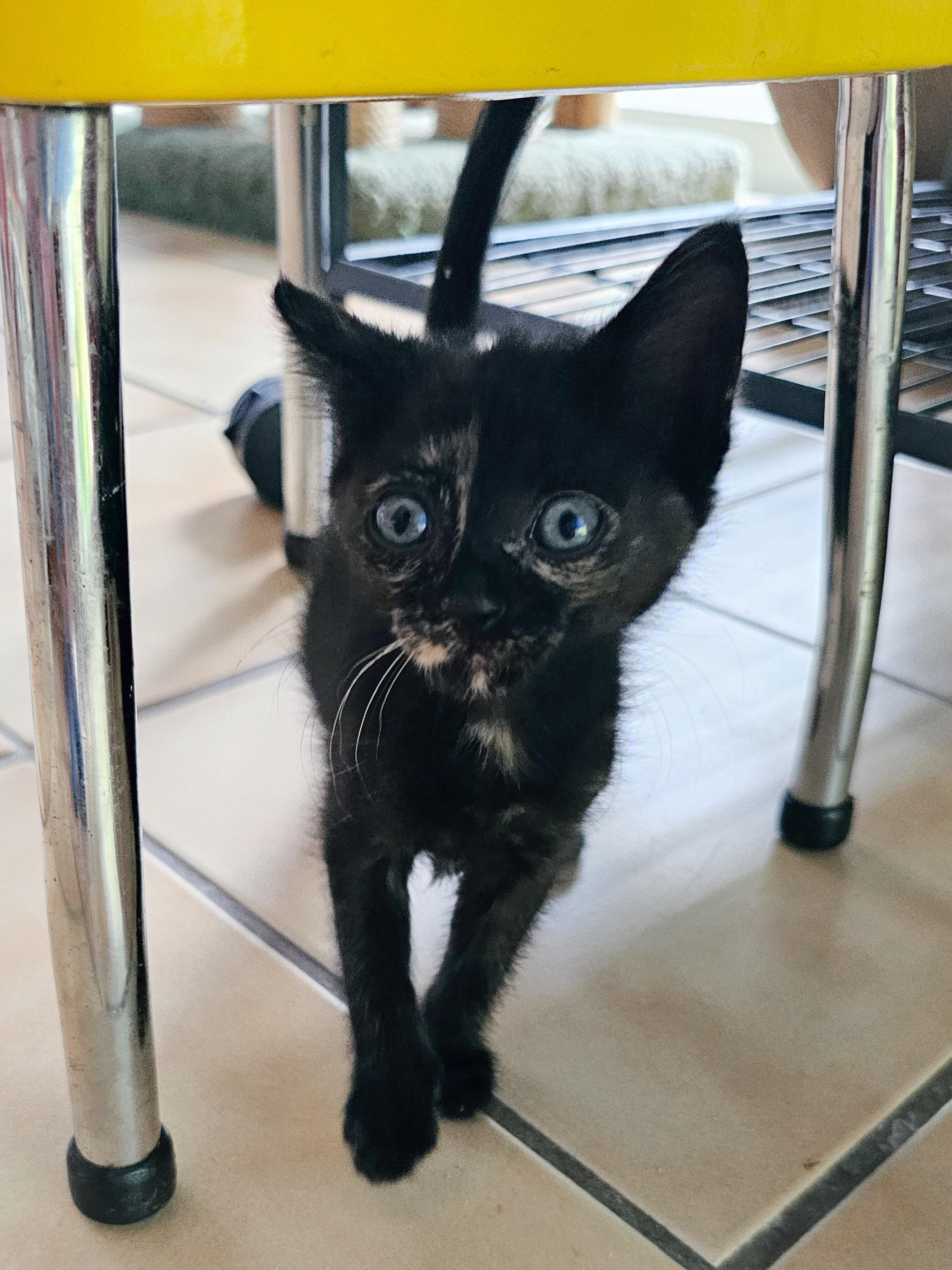 Billie Jean, a Adoptable Domestic Short Hair in Naples, FL image 4/5