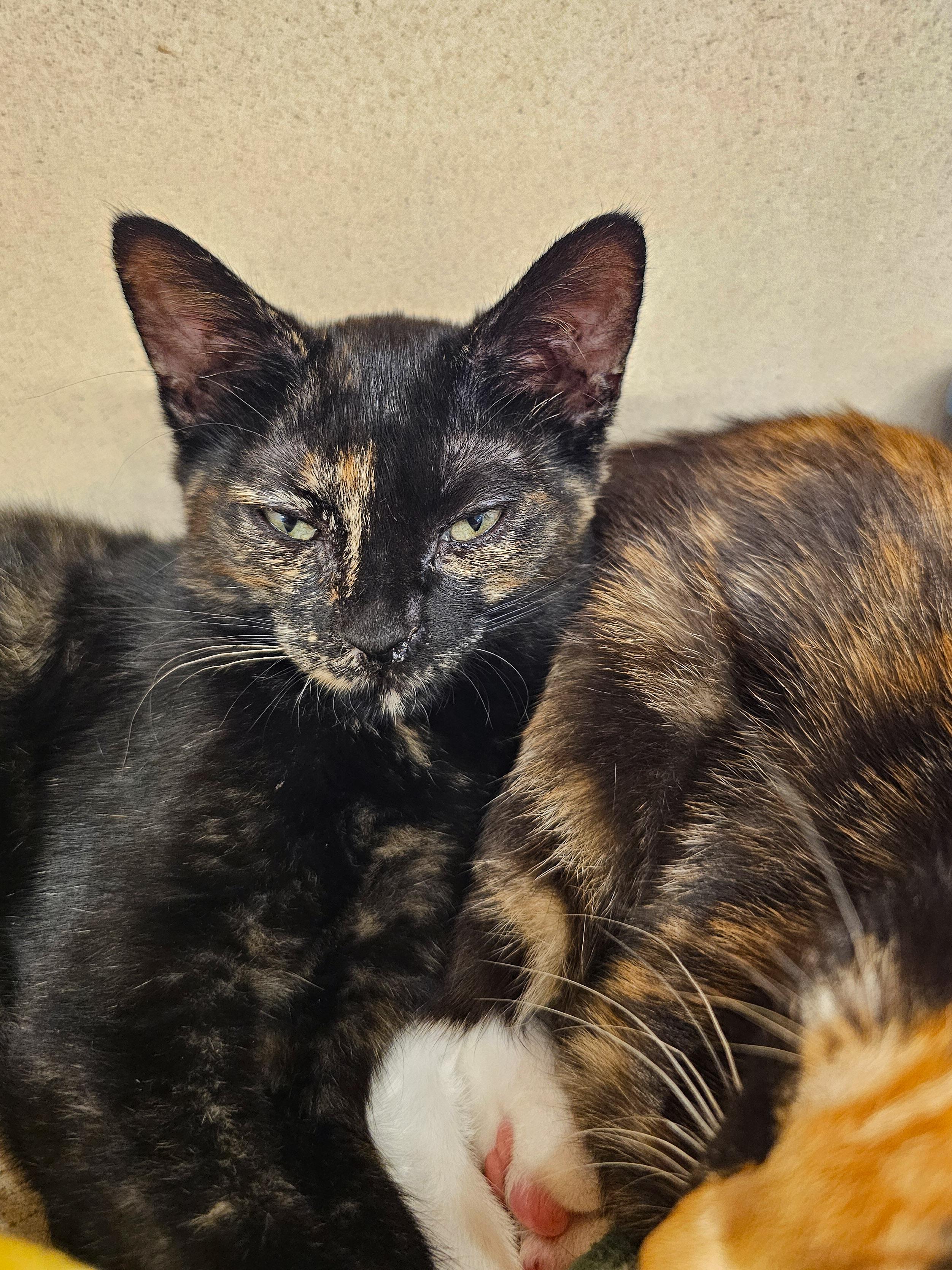 Billie Jean, a Adoptable Domestic Short Hair in Naples, FL image 3/5