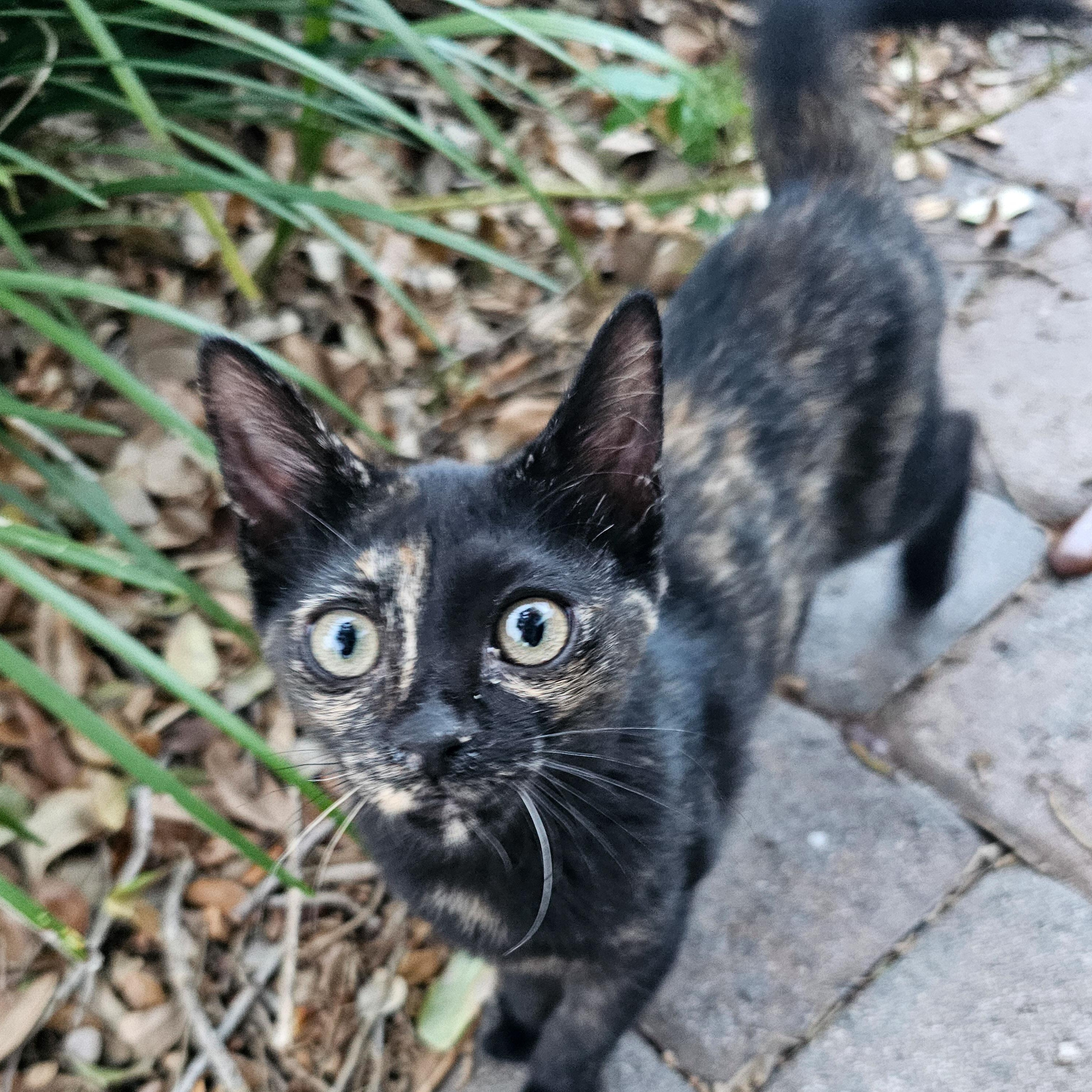 Billie Jean, Adoptable, Young Female Domestic Short Hair.