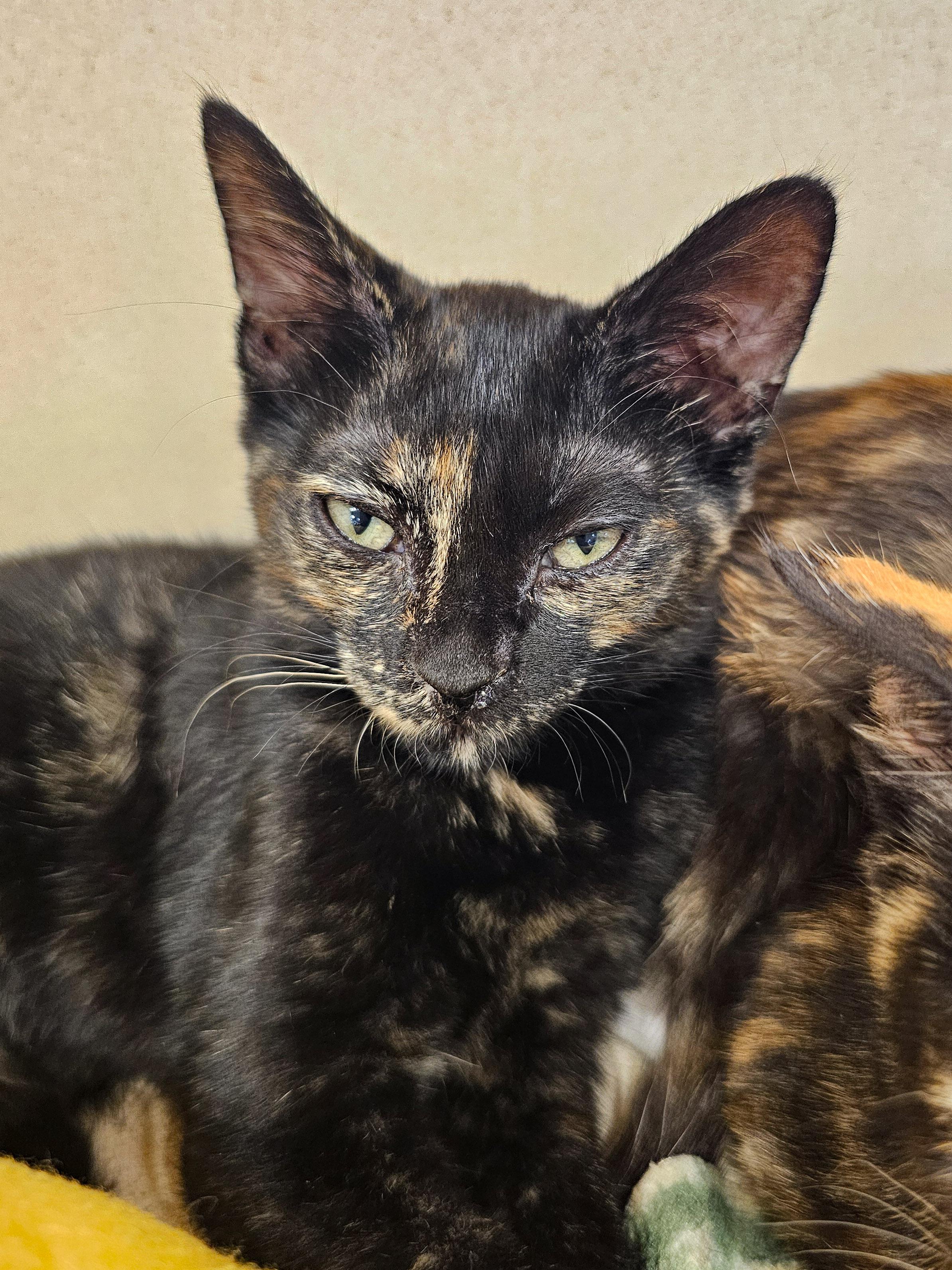 Billie Jean, a Adoptable Domestic Short Hair in Naples, FL image 1/5