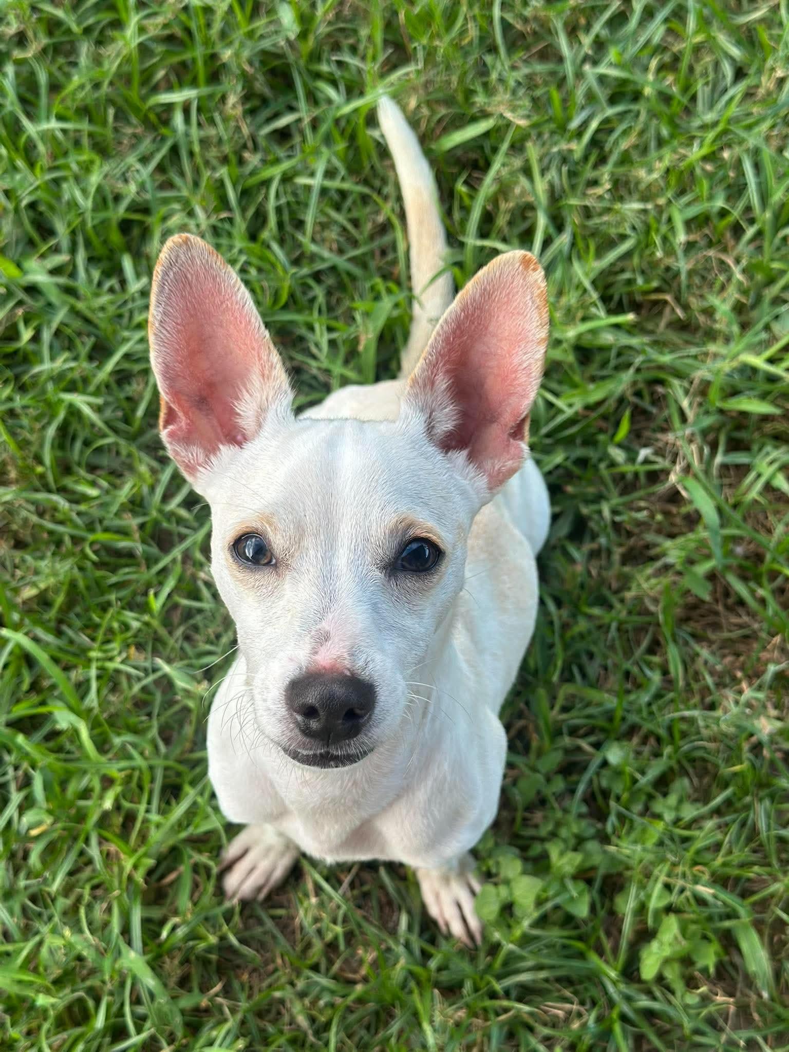 Lenny, Adoptable, Young Male Chihuahua.