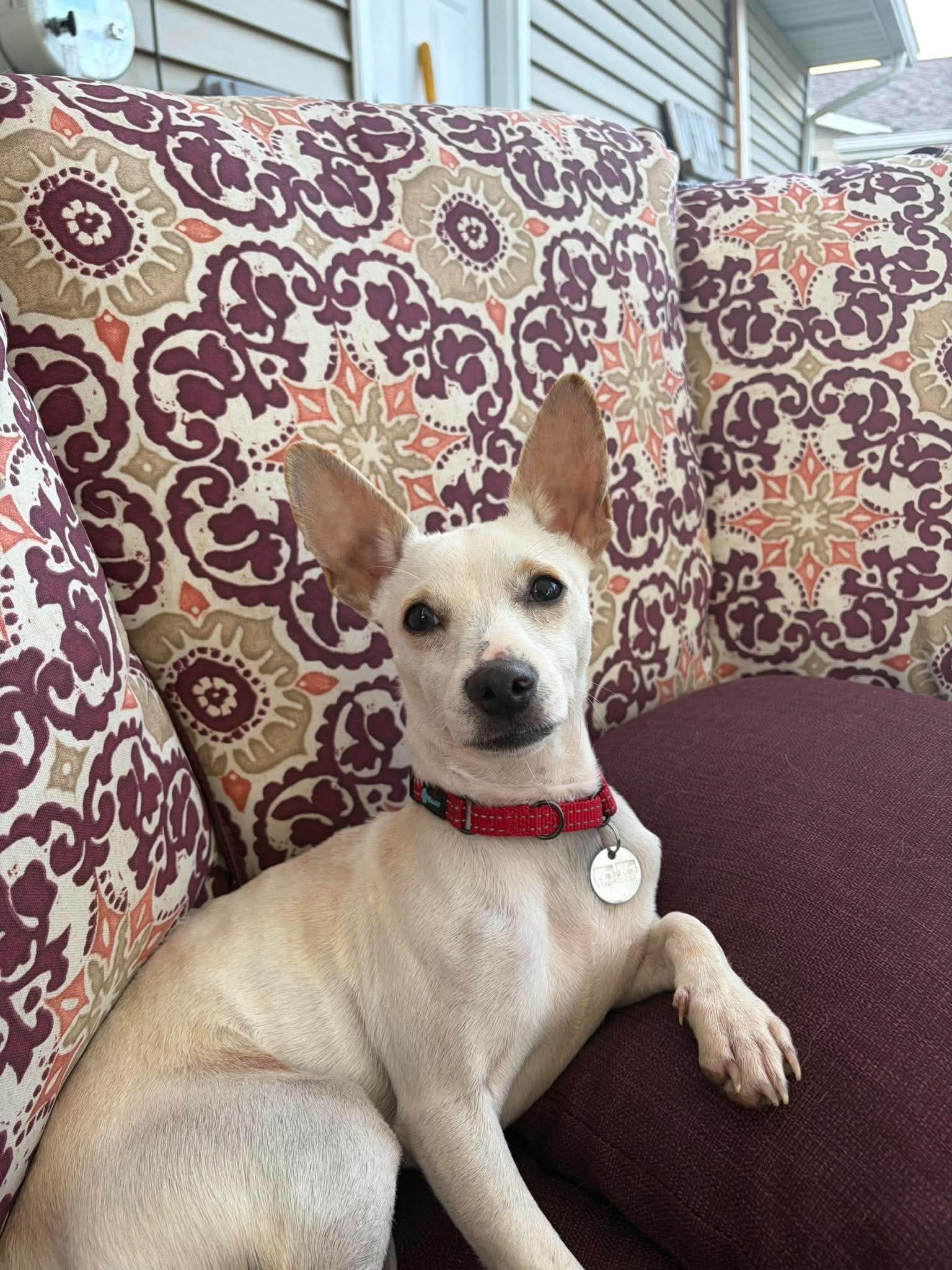 Enlarge Lenny, a Adoptable mixed breed in Green Bay, WI image 2/2