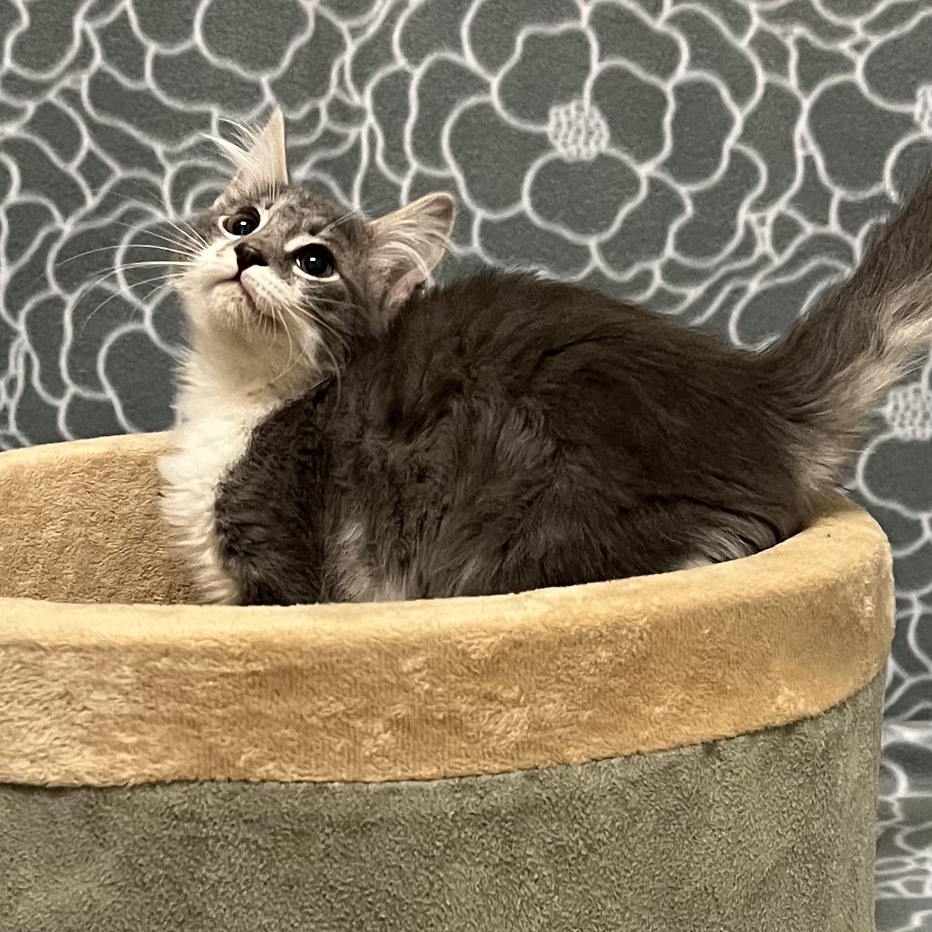 Enlarge Channel, an adoptable mixed breed in Libertyville, IL image 3/3