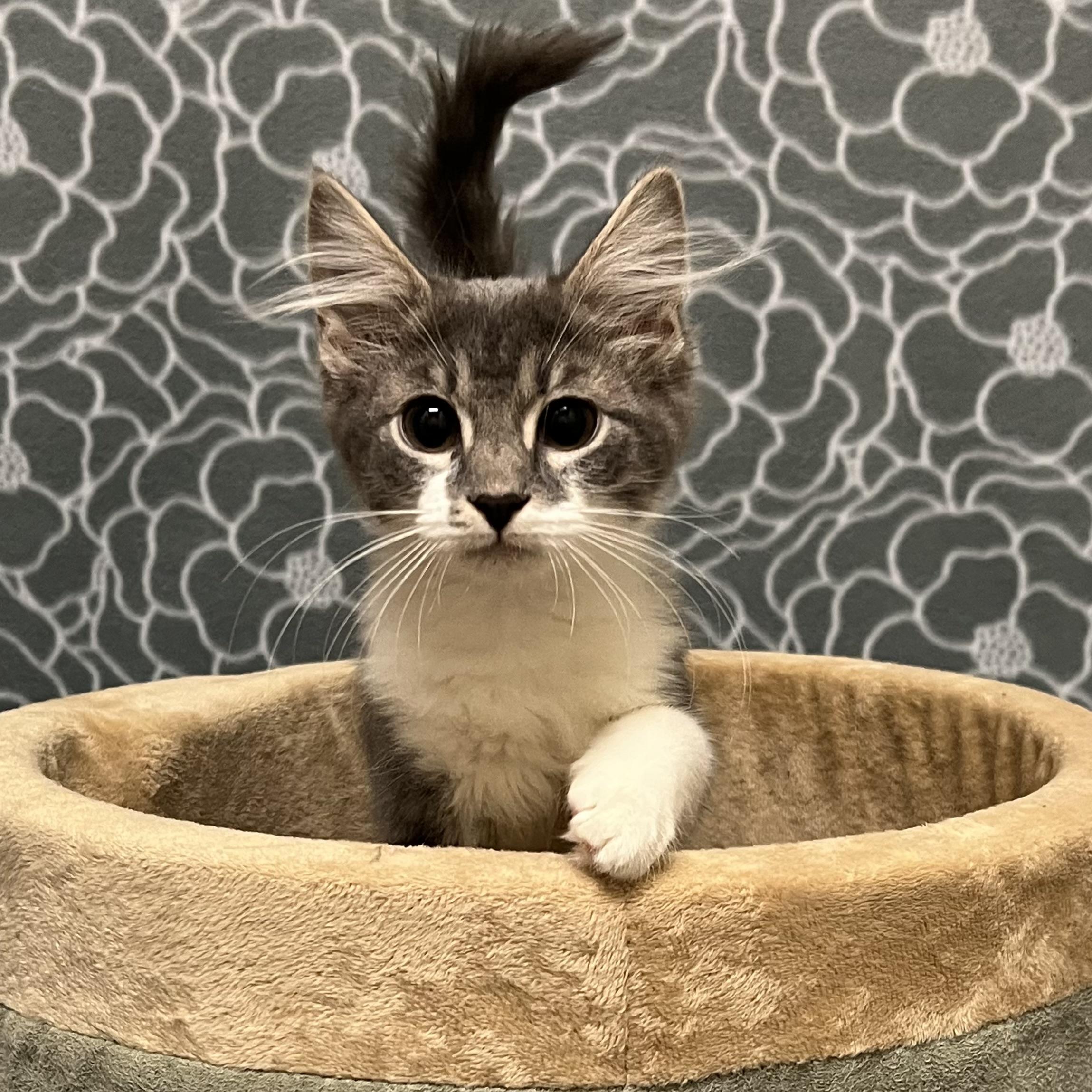 Enlarge Channel, an adoptable mixed breed in Libertyville, IL image 1/3