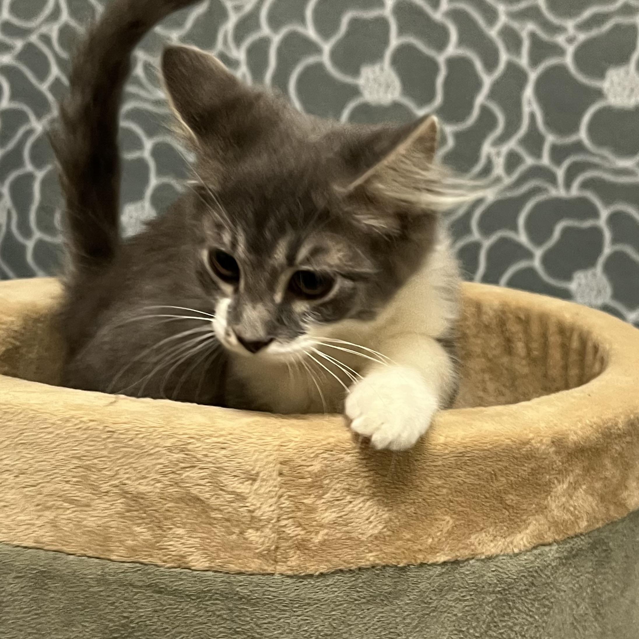 Enlarge Channel, an adoptable mixed breed in Libertyville, IL image 2/3