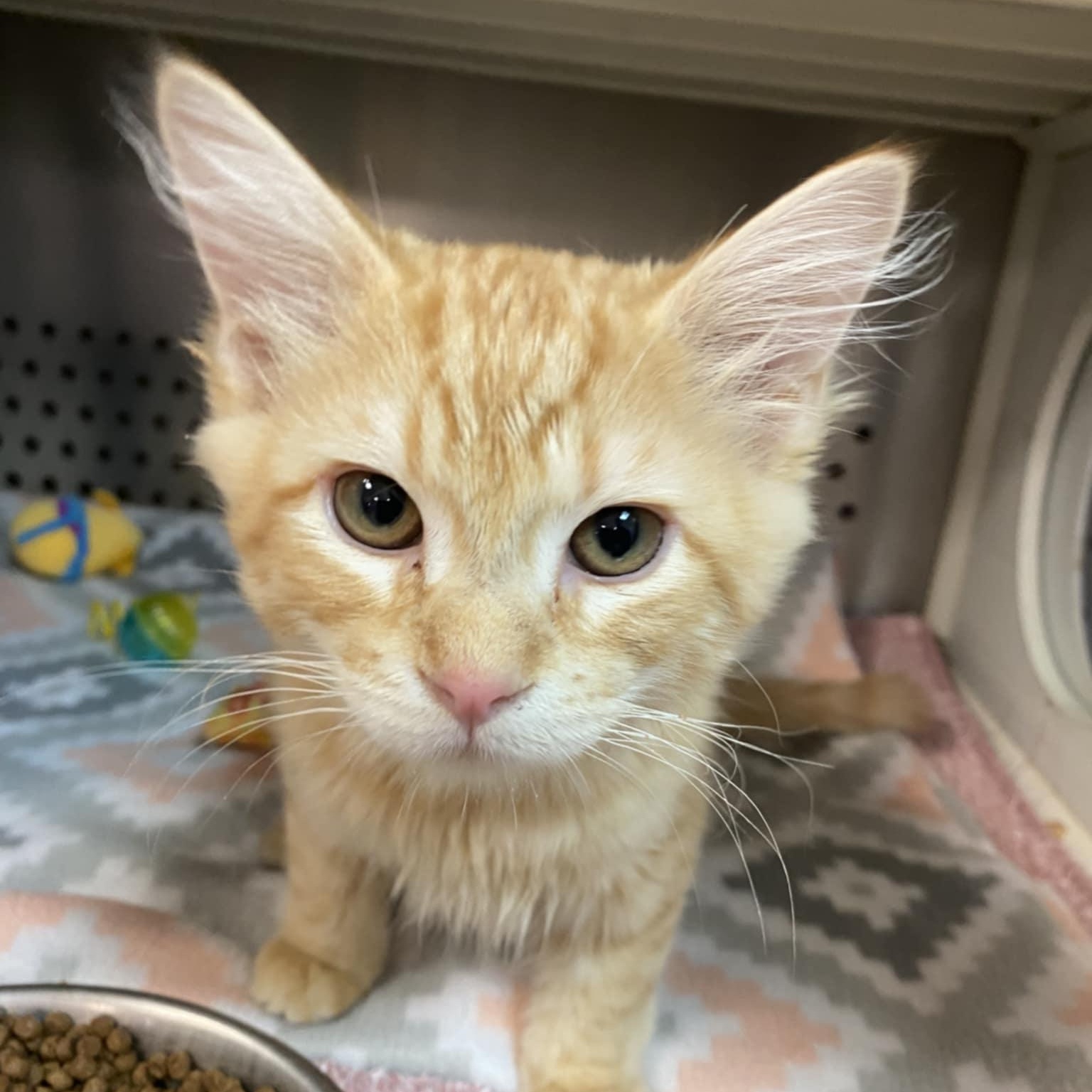 Cheese, adopted, Kitten Male Domestic Short Hair.