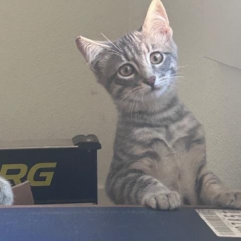 The Baby