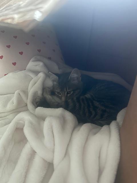 The Baby