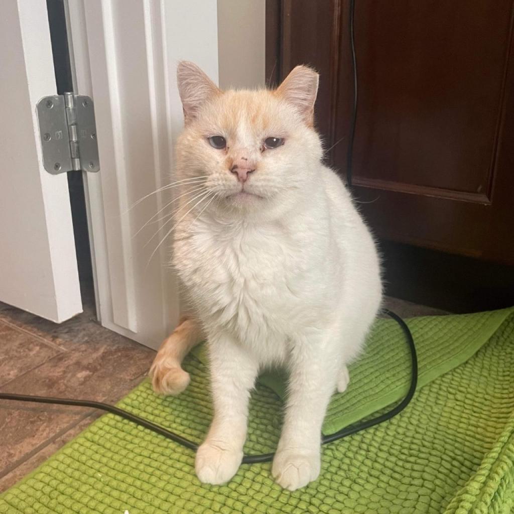 Enlarge Max (Rex) Davis, a Adoptable Domestic Short Hair in Eagle Mountain, UT image 2/2