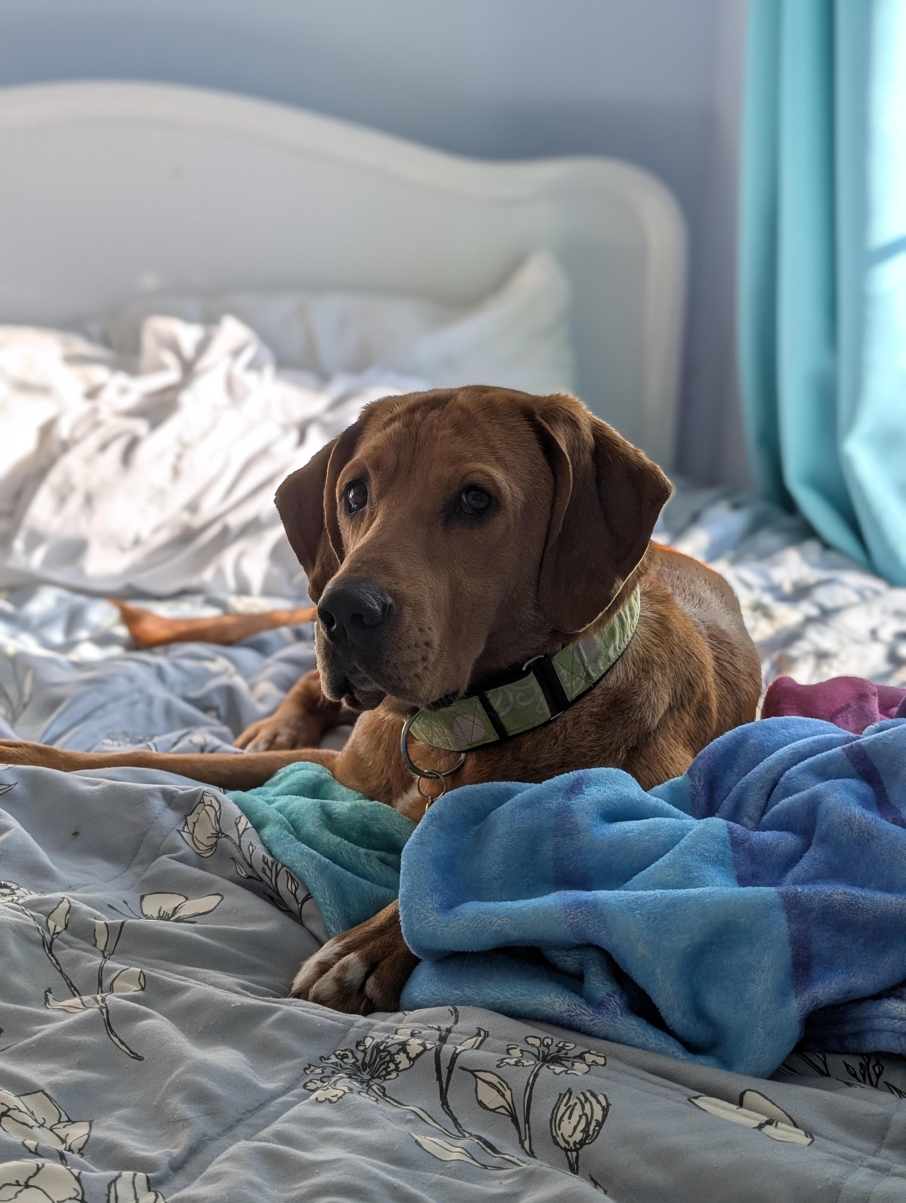 Enlarge Cinderella, a ADOPTABLE mixed breed in Cumming, GA image 5/6