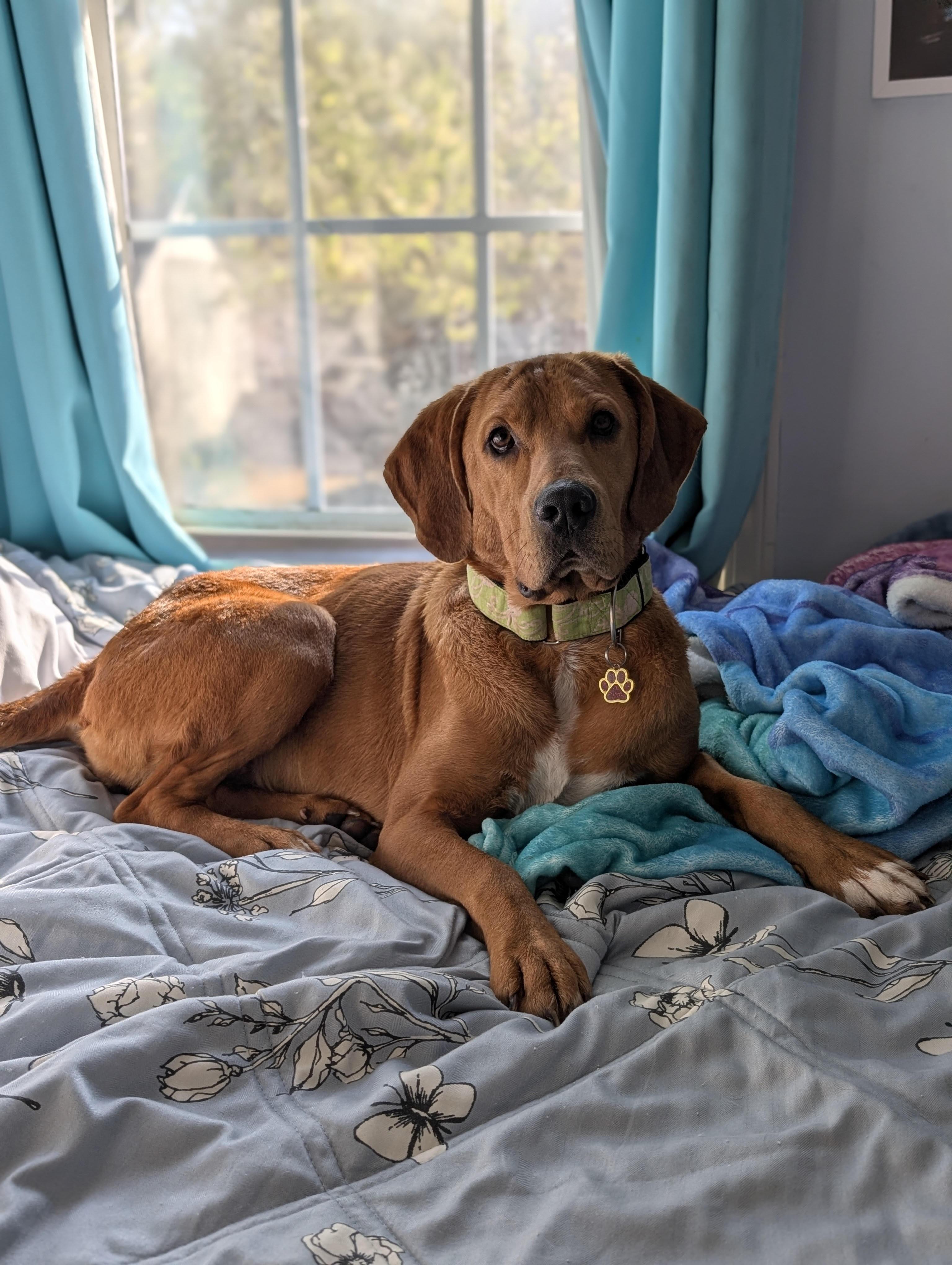 Enlarge Cinderella, a ADOPTABLE mixed breed in Cumming, GA image 3/6