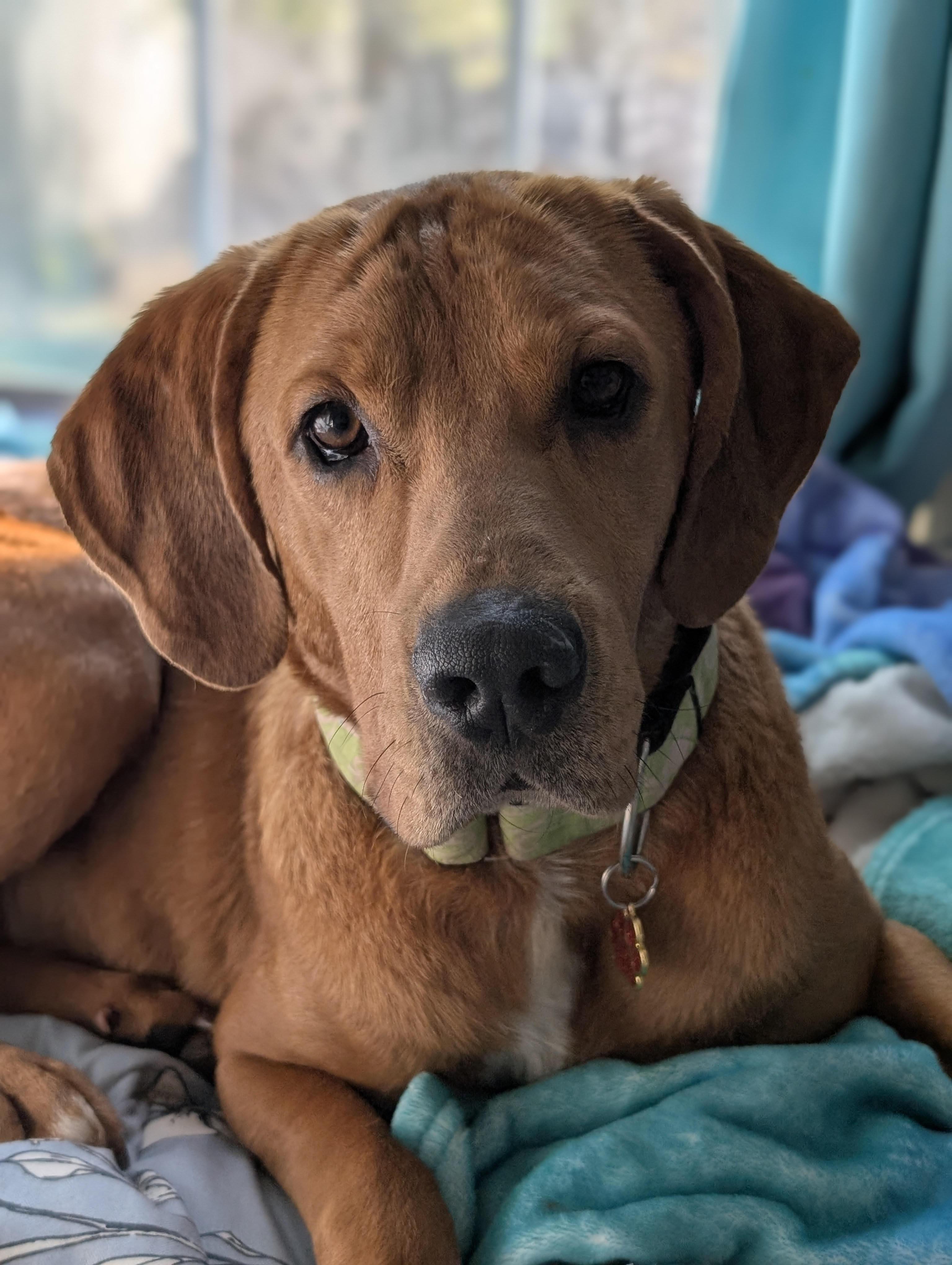 Enlarge Cinderella, a ADOPTABLE mixed breed in Cumming, GA image 1/6