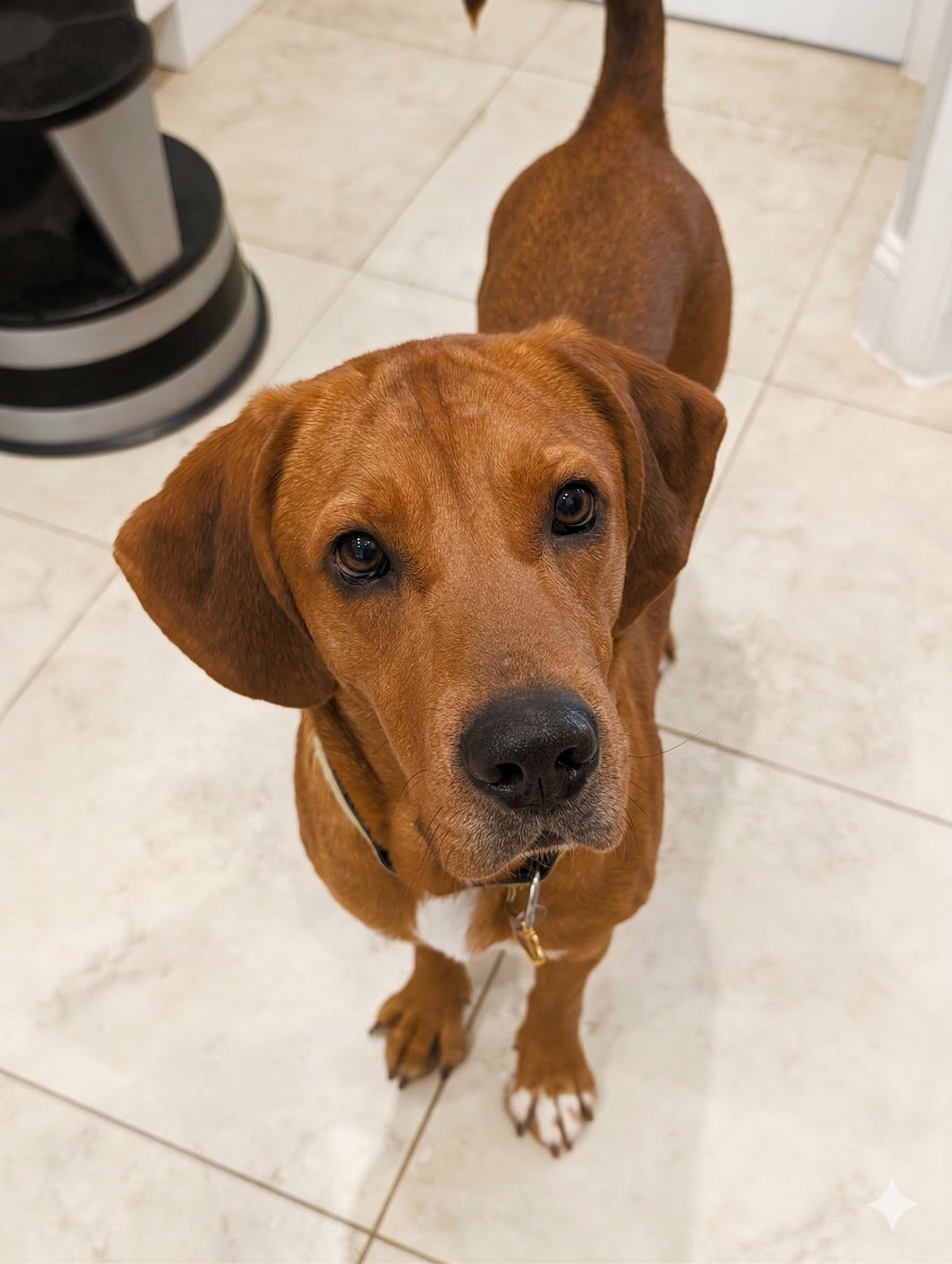 Enlarge Cinderella, a ADOPTABLE mixed breed in Cumming, GA image 4/6