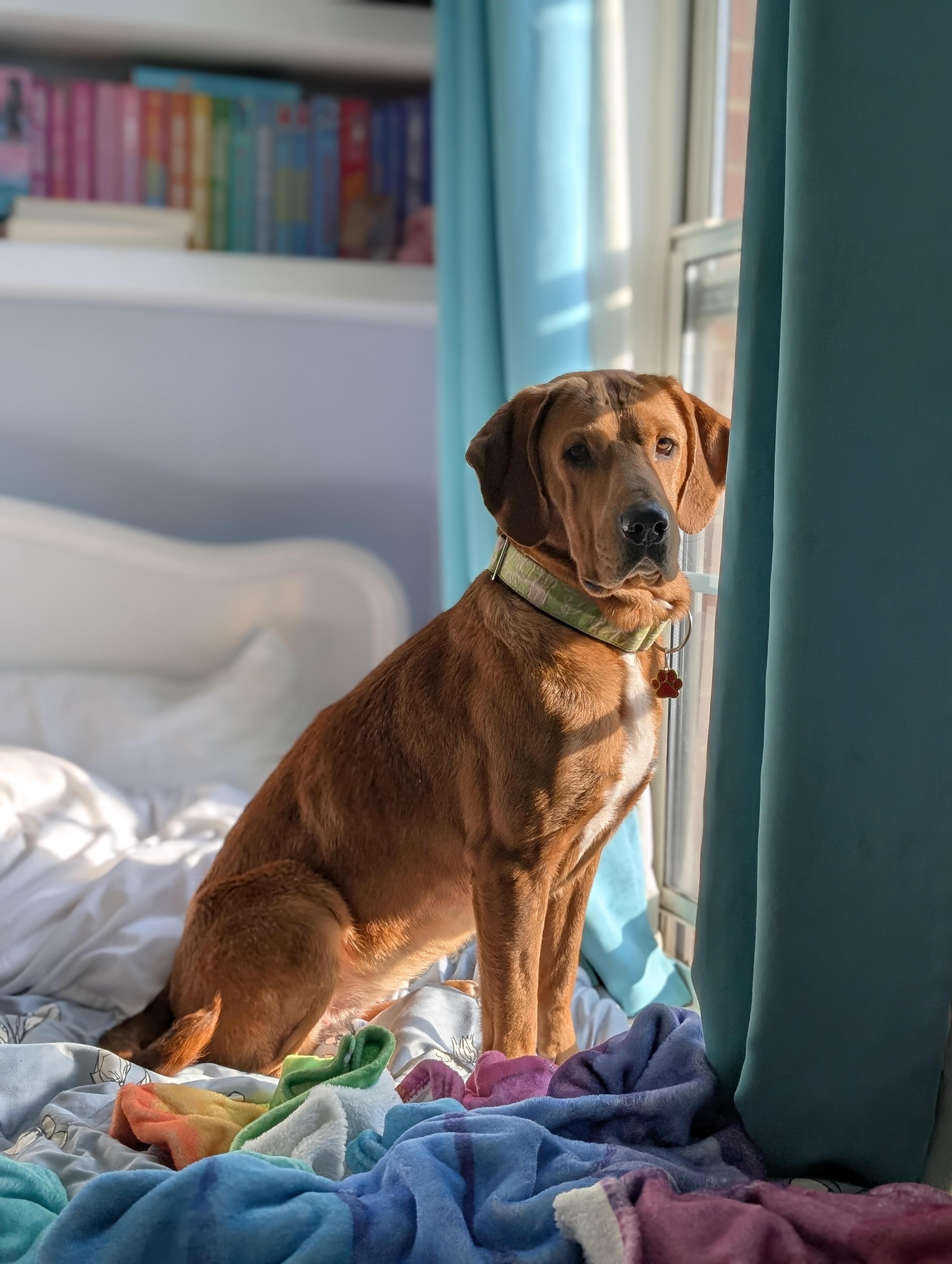 Enlarge Cinderella, a ADOPTABLE mixed breed in Cumming, GA image 2/6