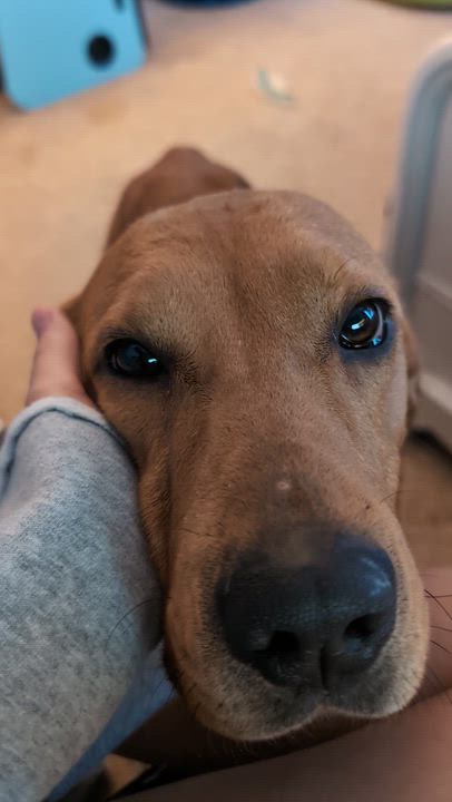 Enlarge Cinderella, a ADOPTABLE mixed breed in Cumming, GA video 6/6