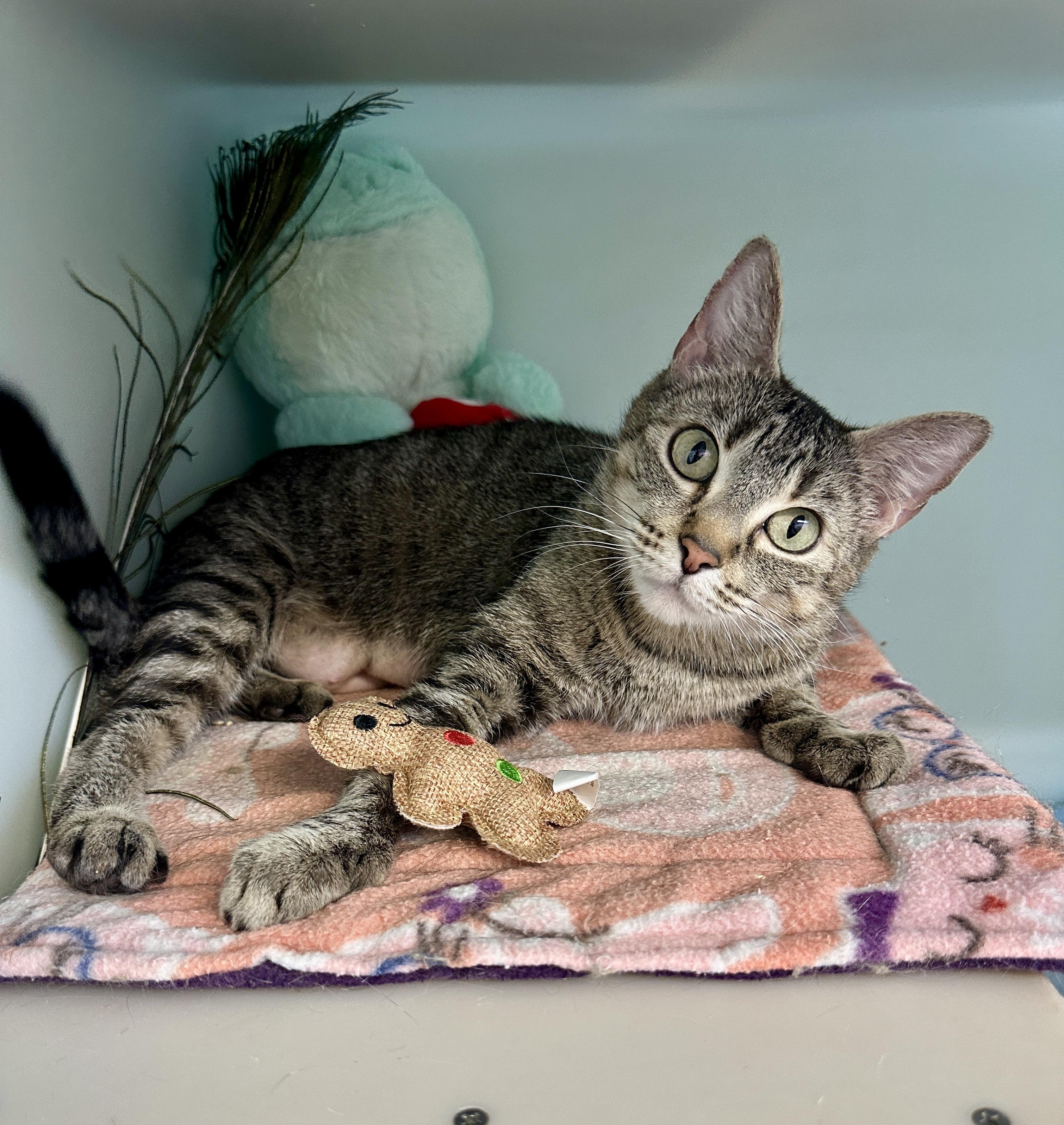 Sophie, adopted, Adult Female Domestic Short Hair.