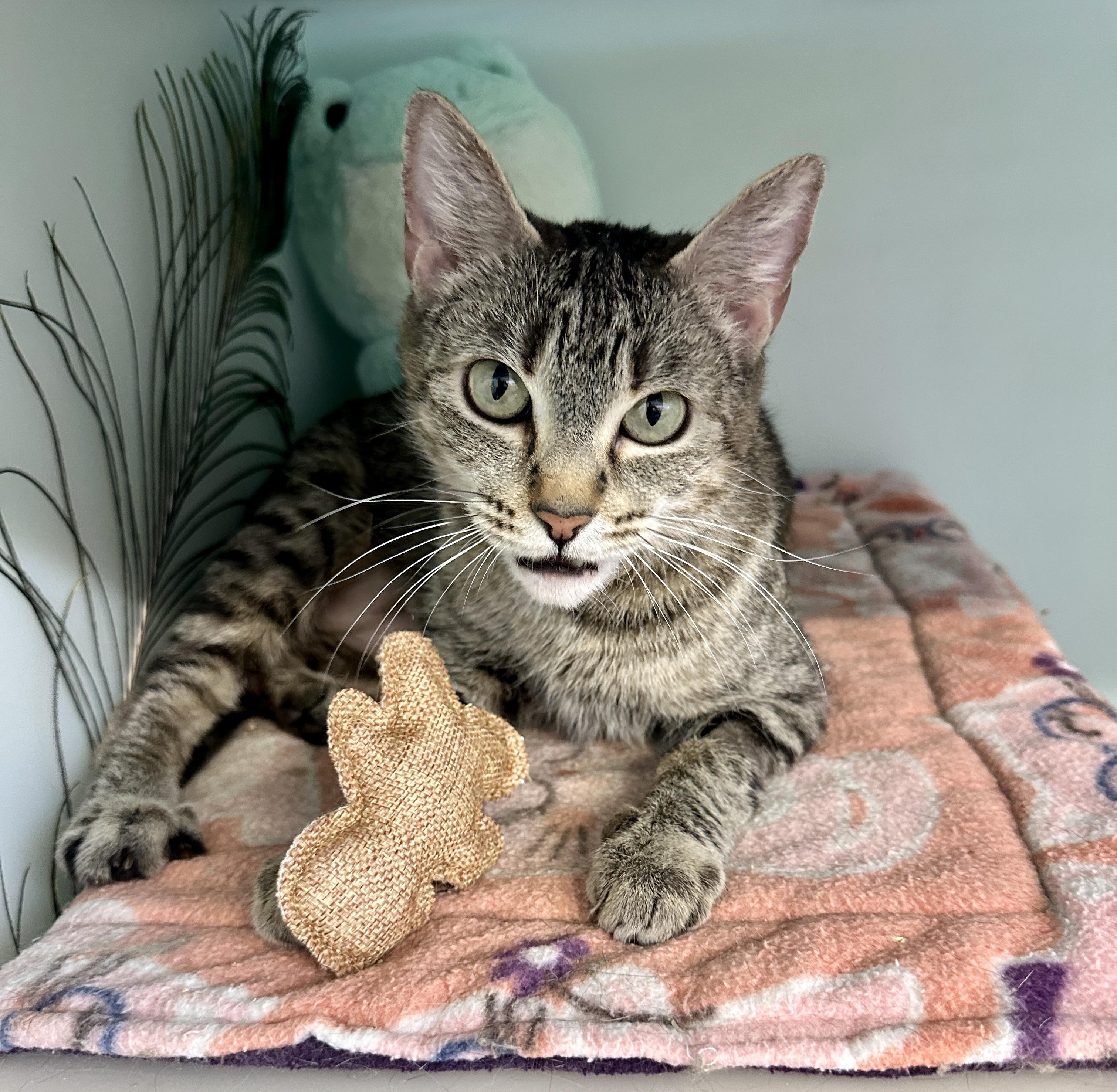 Enlarge Sophie, an adopted mixed breed in Anchorage, AK image 2/4