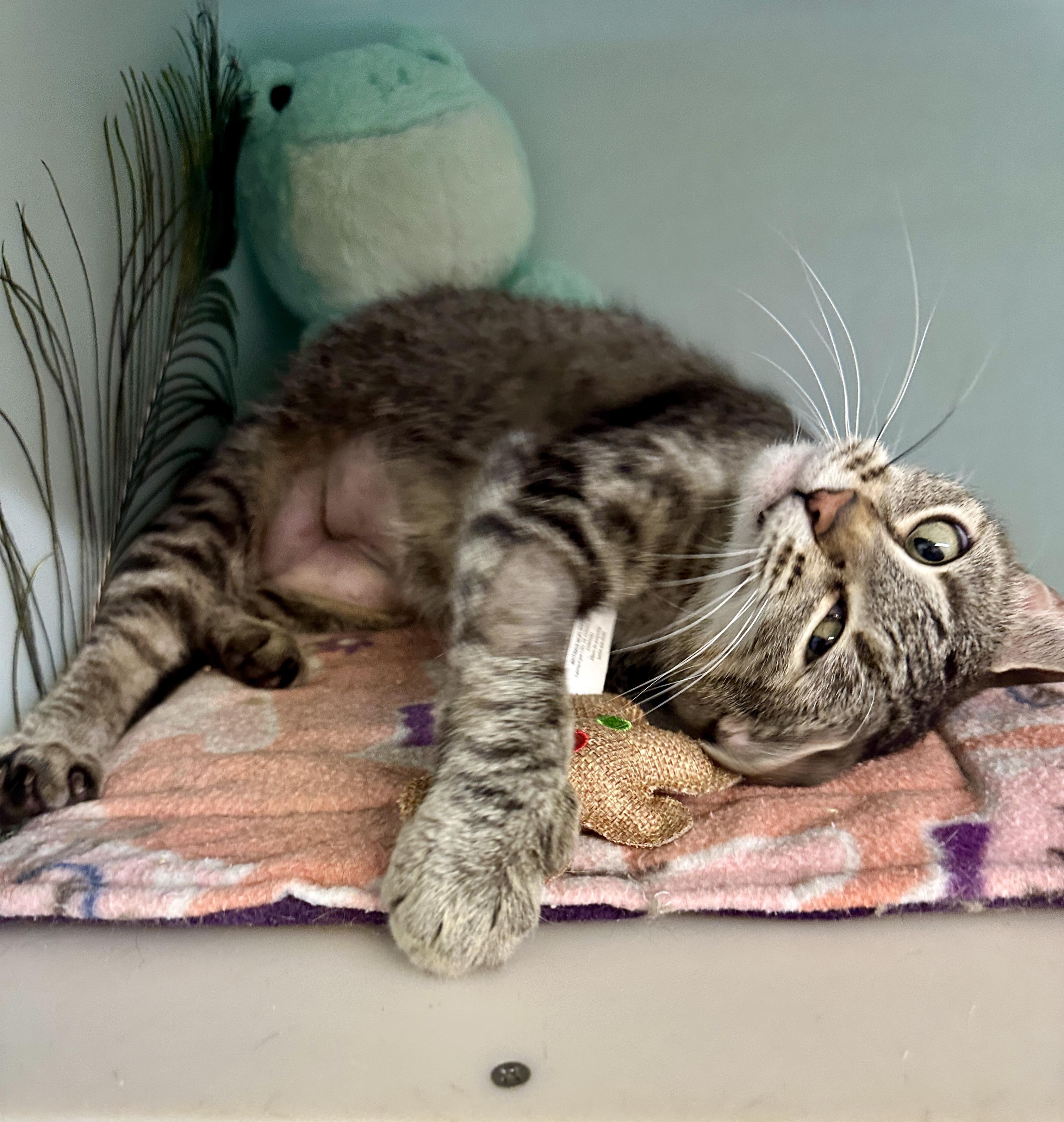 Enlarge Sophie, an adopted mixed breed in Anchorage, AK image 3/4