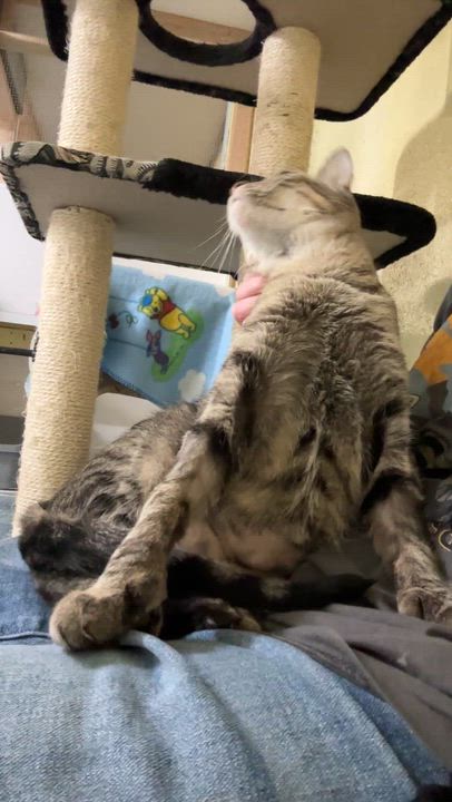 Enlarge Sophie, an adopted mixed breed in Anchorage, AK video 4/4