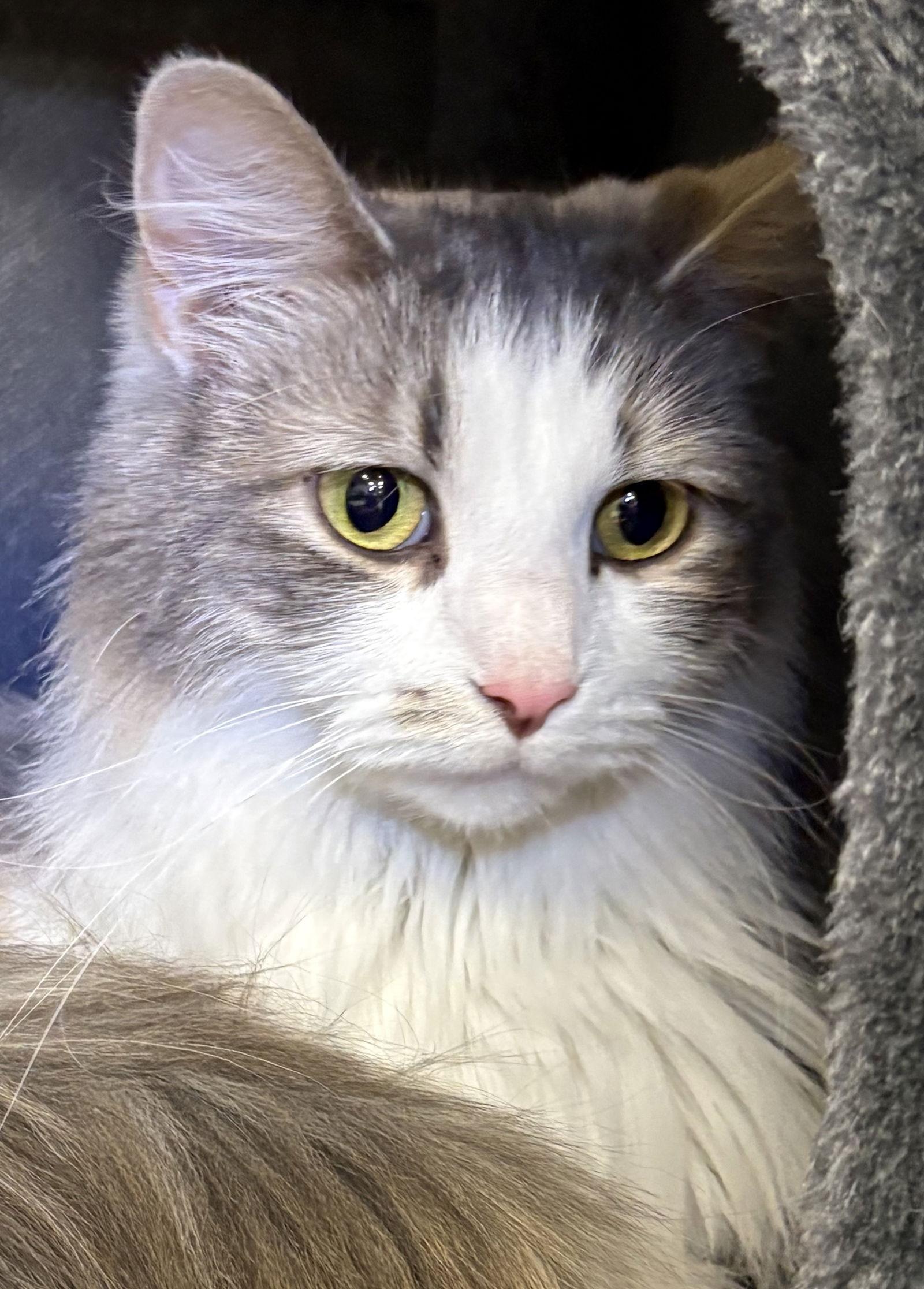 Enlarge Rory, a Adoptable Domestic Medium Hair in Pittsburgh, PA image 1/1