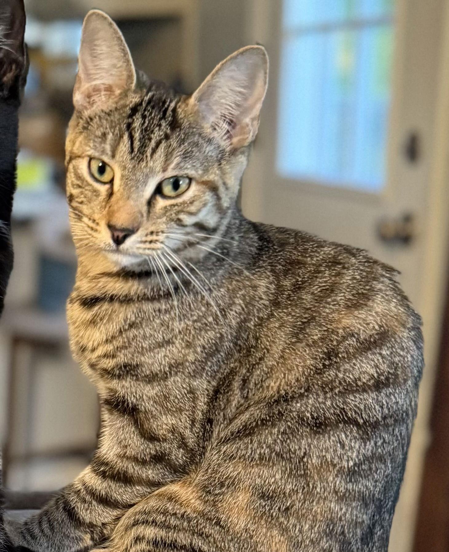 Sporty Spice, Adoptable, Kitten Female Domestic Short Hair.