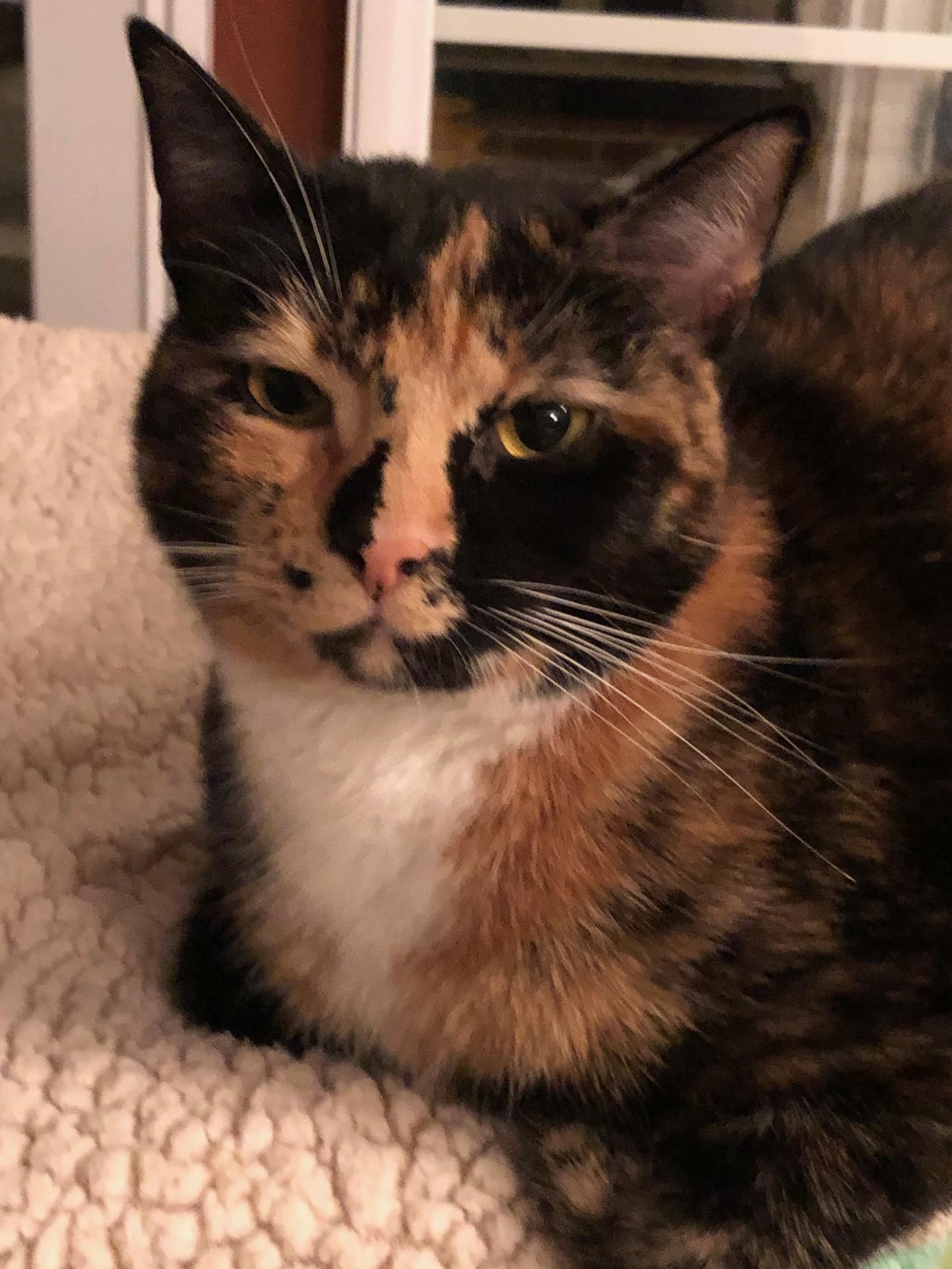 Abby, an adopted Domestic Short Hair in Lemoyne, PA image 1/3