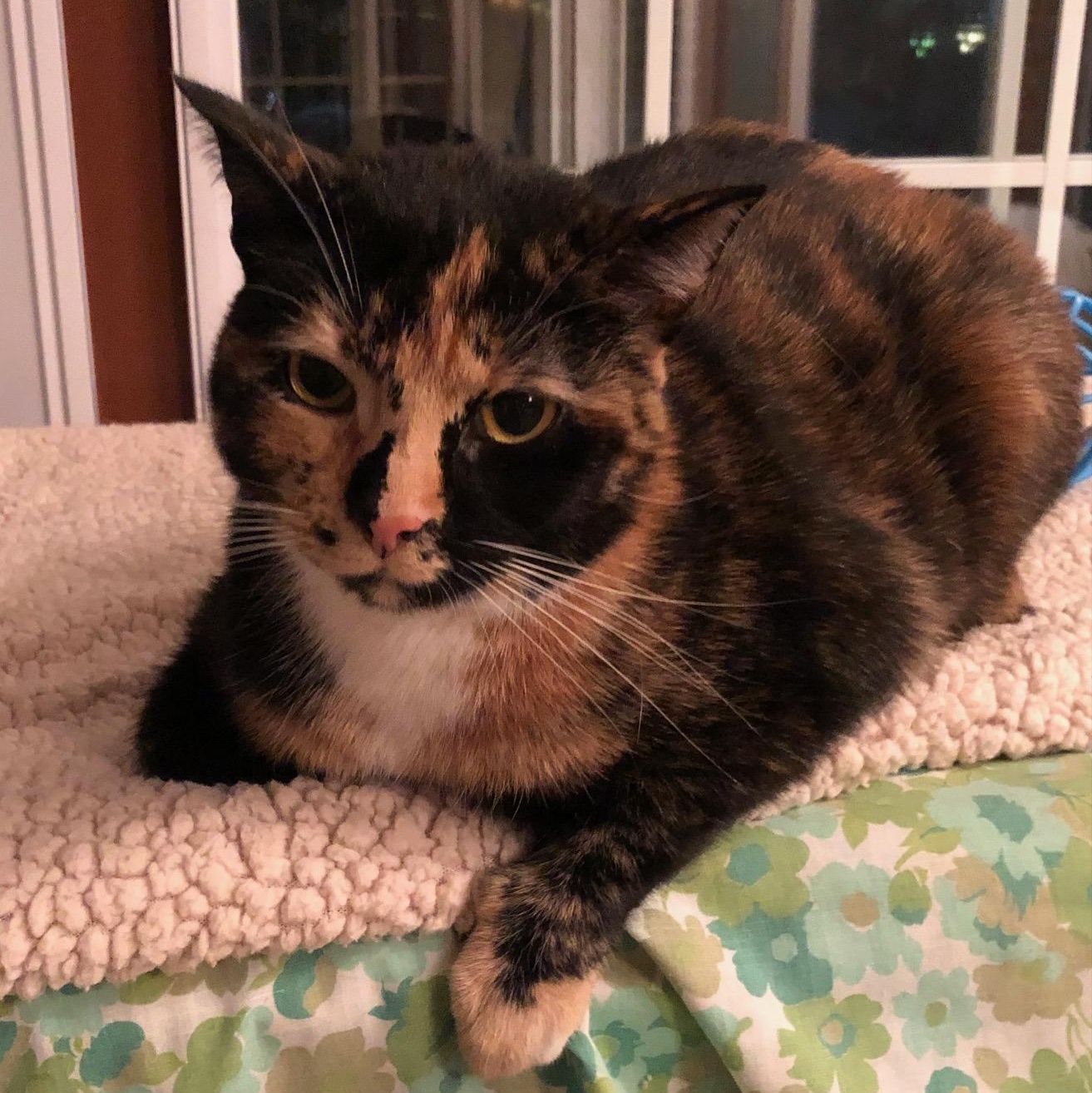 Abby, an adopted Domestic Short Hair in Lemoyne, PA image 3/3