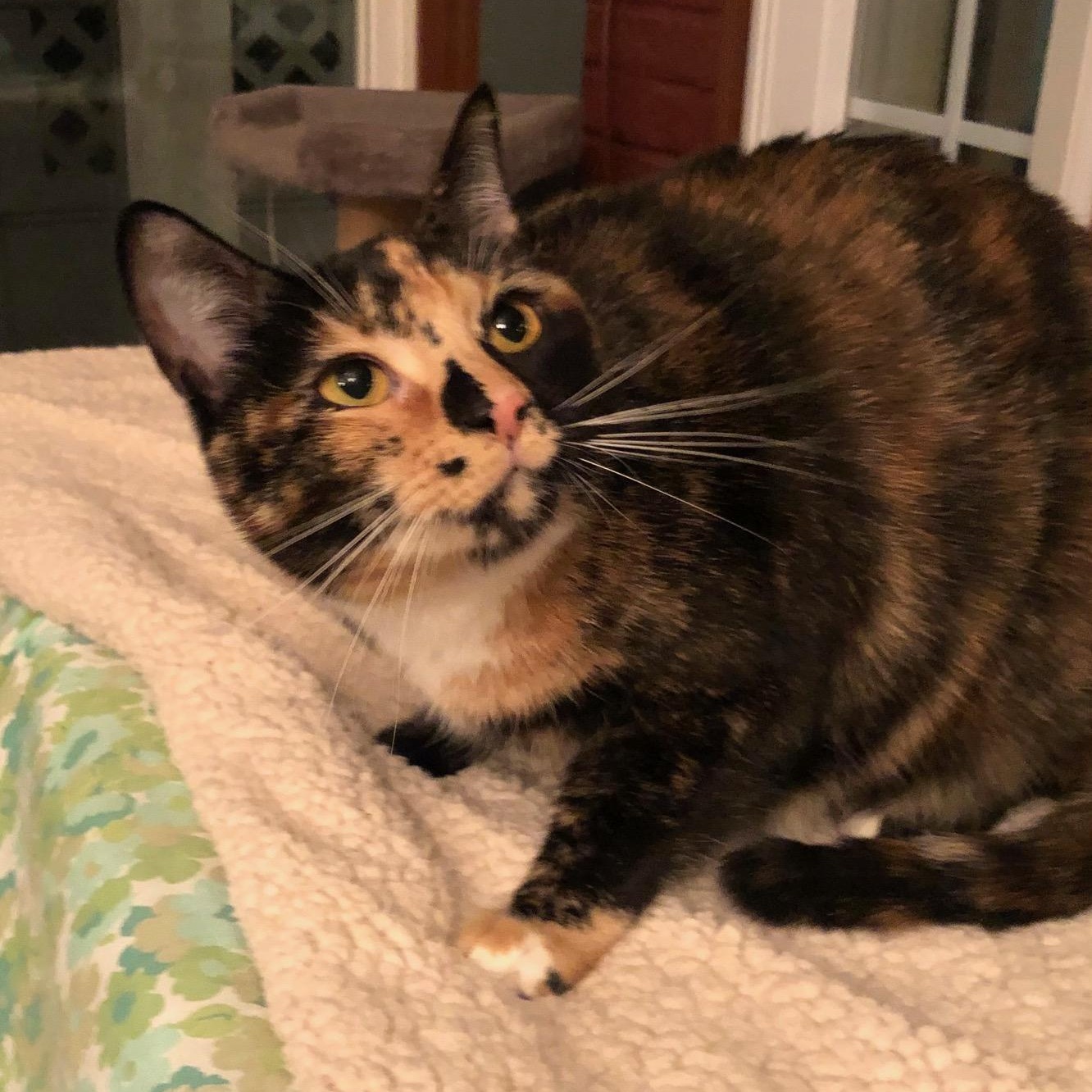 Abby, an adopted Domestic Short Hair in Lemoyne, PA image 2/3