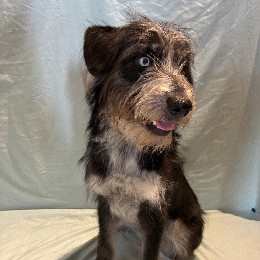 Darla, Adoptable, Young Female German Shorthaired Pointer.