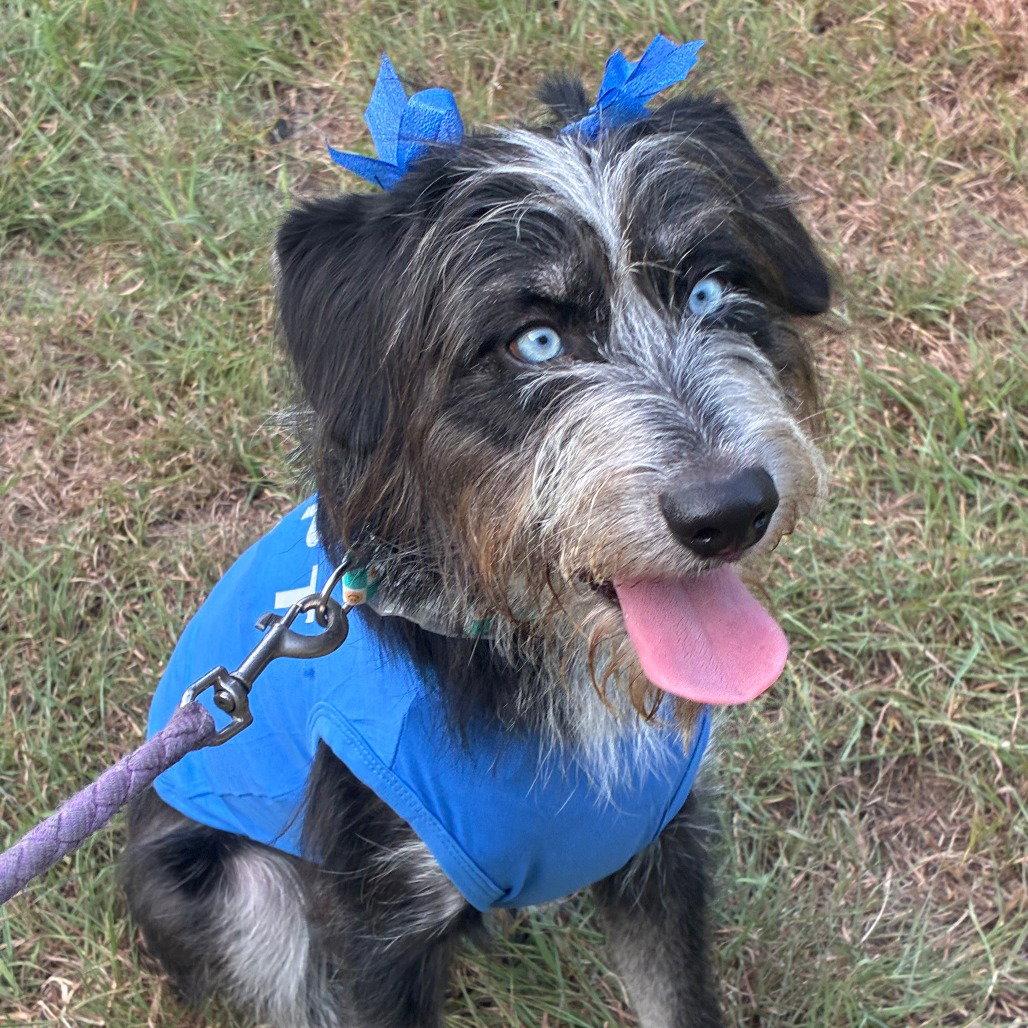 Enlarge Darla, a Adoptable German Shorthaired Pointer in Dallas, TX image 3/3