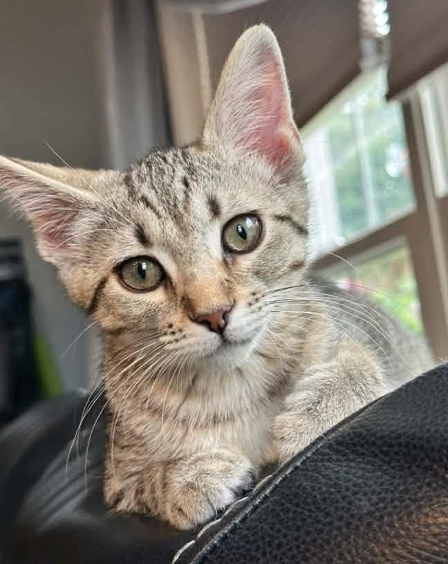 Enlarge Petals, a ADOPTABLE Domestic Short Hair in Breinigsville, PA image 1/1