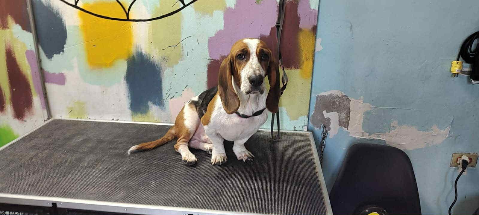 Watson available at Charlie's Little Dog House
