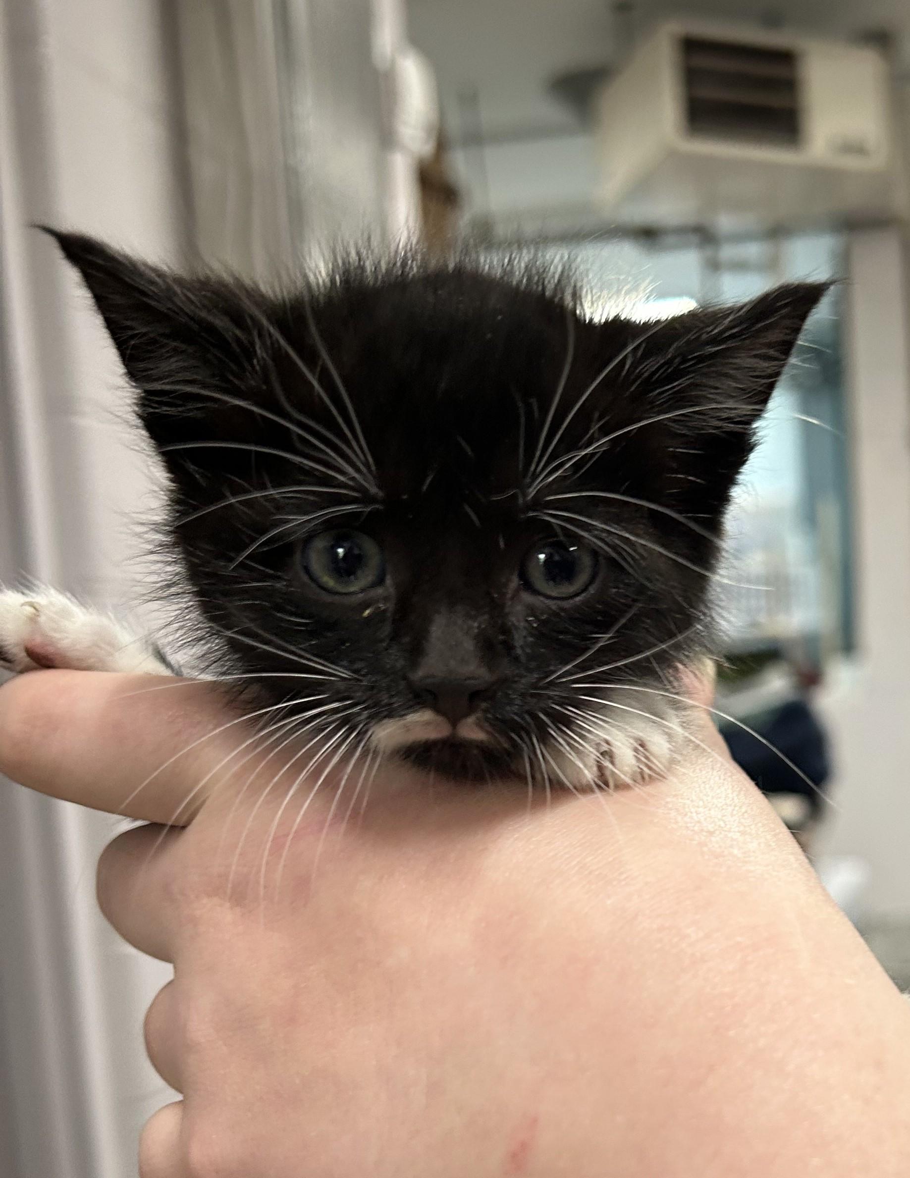 Blakely, Baby Female Domestic Short Hair