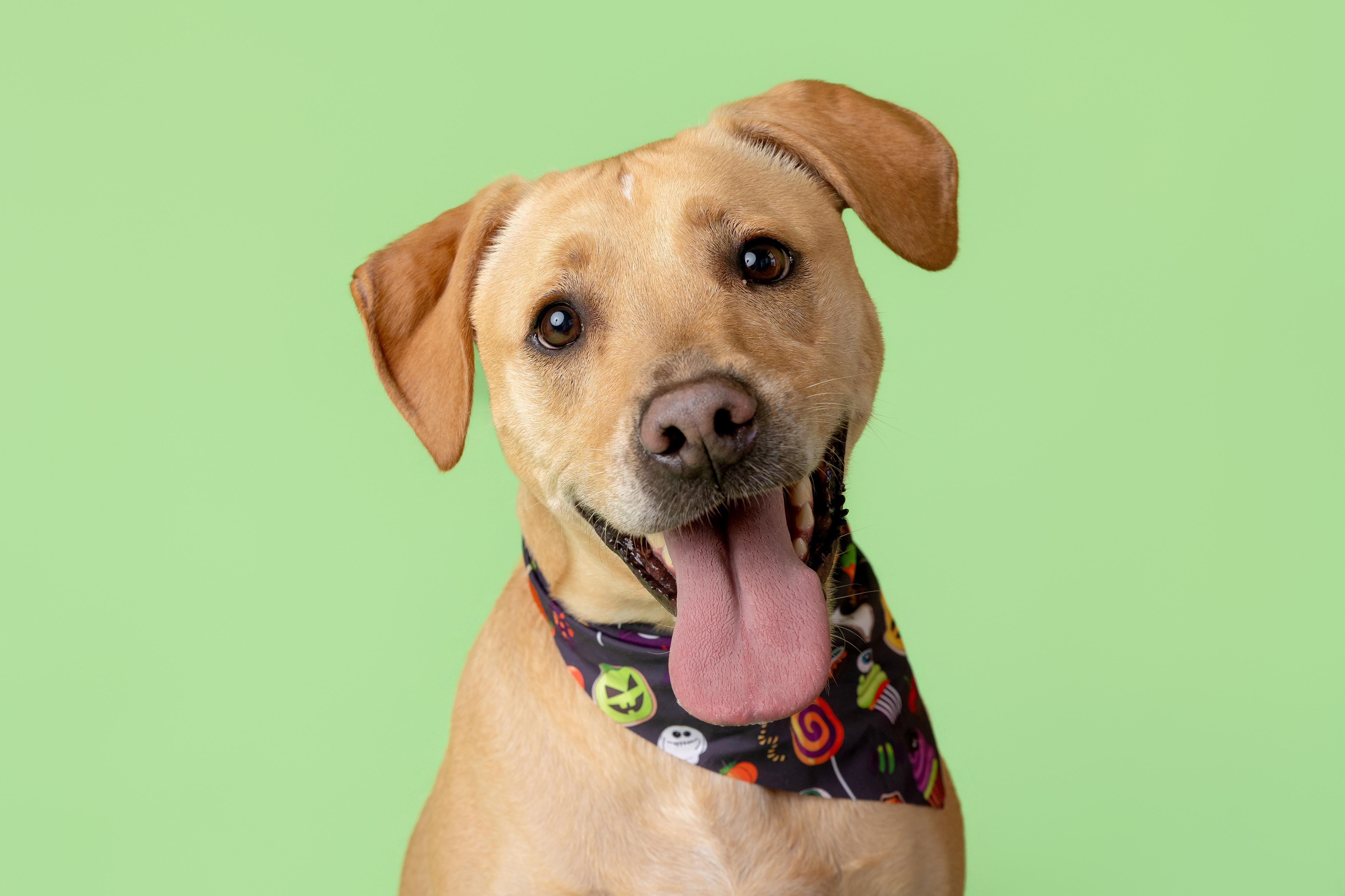 Enlarge George, a Adoptable mixed breed in Pawleys Island, SC image 3/6