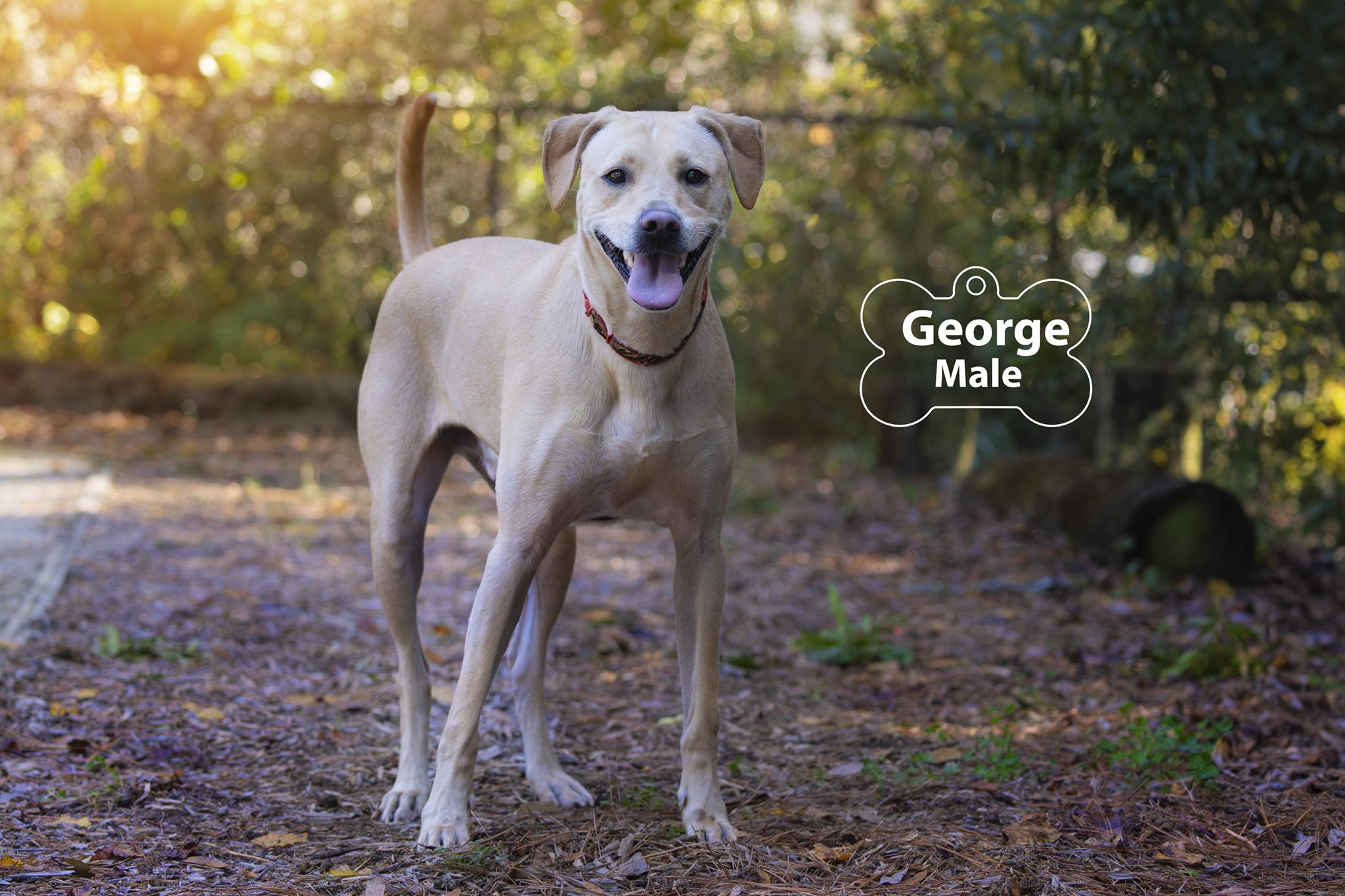 Enlarge George, a Adoptable mixed breed in Pawleys Island, SC image 2/6