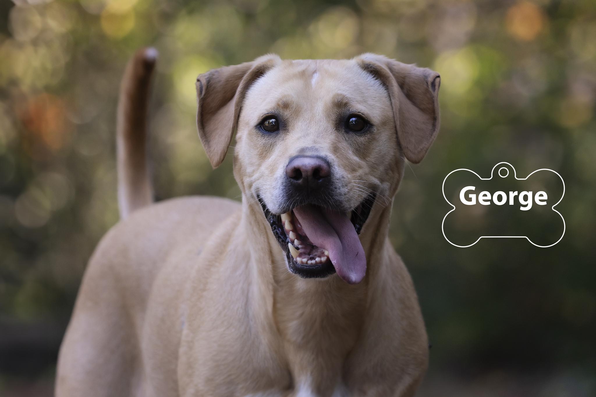 George, Adoptable, Adult Male Retriever.