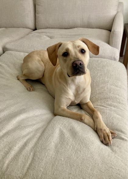 Enlarge George, a Adoptable mixed breed in Pawleys Island, SC image 6/6