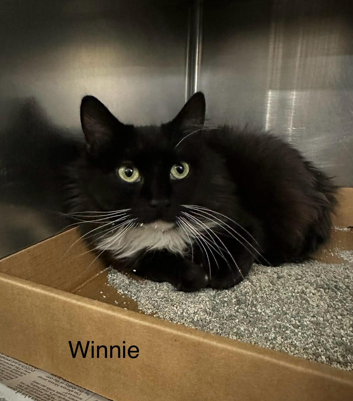 Enlarge Winnie, a ADOPTABLE Domestic Long Hair in Harwinton, CT image 1/1