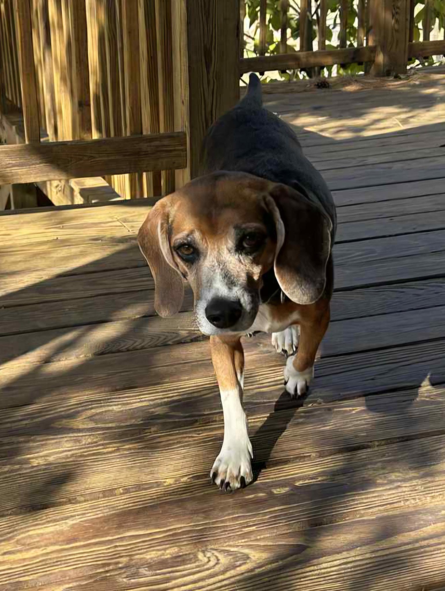 Enlarge Boscoe, a Adoptable Beagle in New Lennox, IL image 2/3