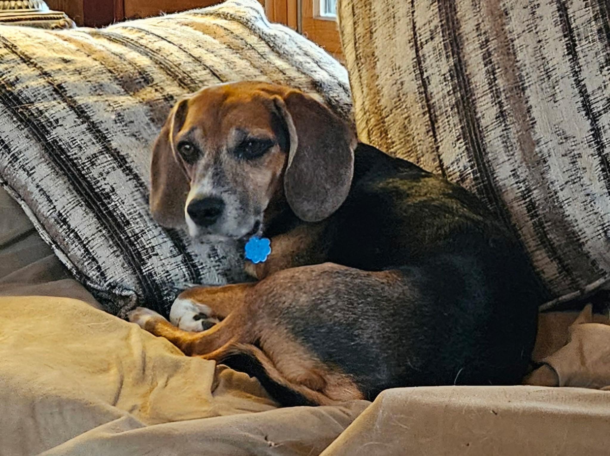 Boscoe, Adoptable, Adult Male Beagle.