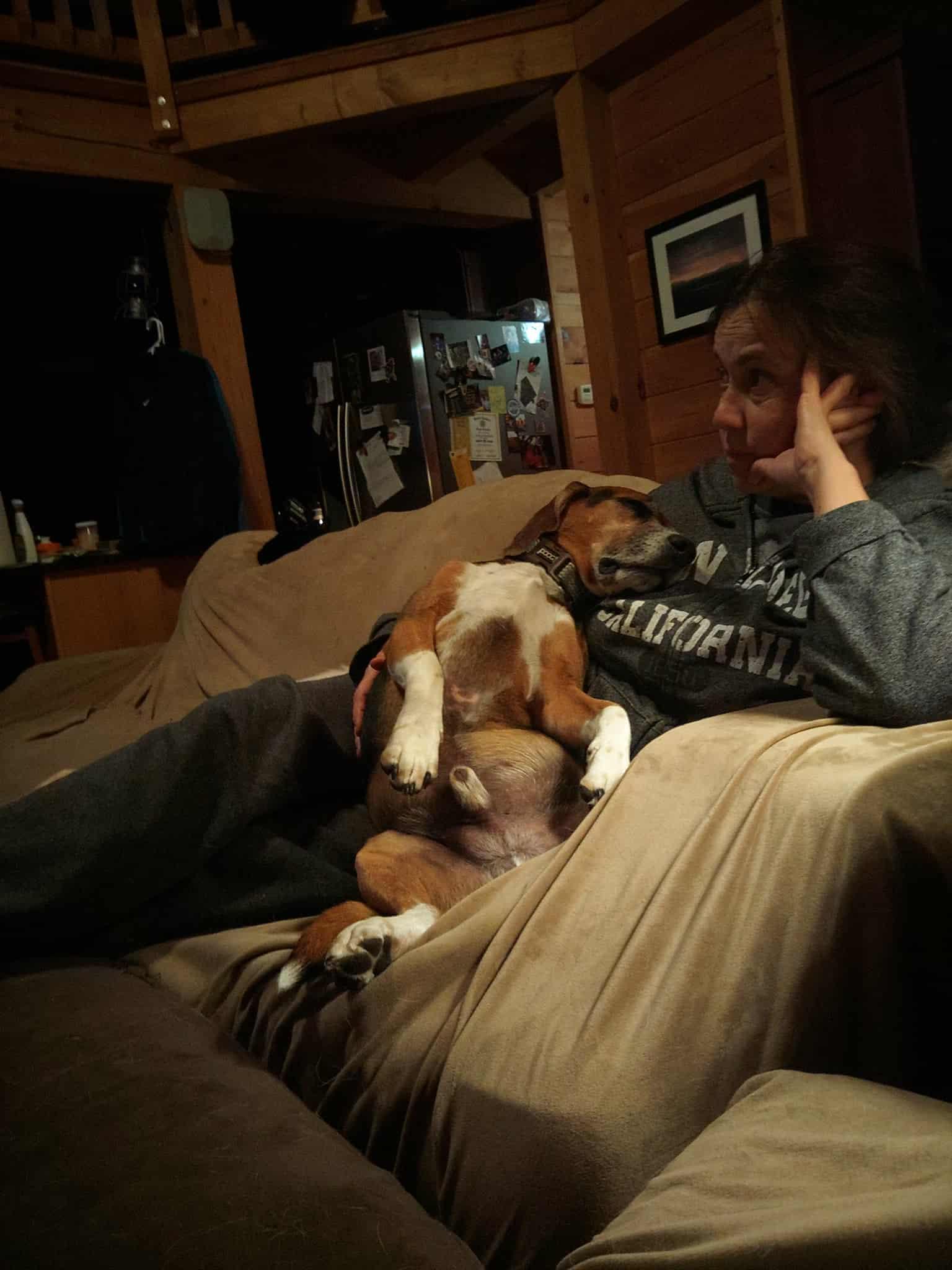 Enlarge Boscoe, a Adoptable Beagle in New Lennox, IL image 3/3