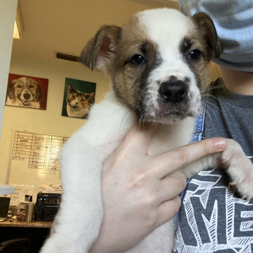 DEXTER, Adoptable, Adult Male Mixed Breed & Australian Shepherd.