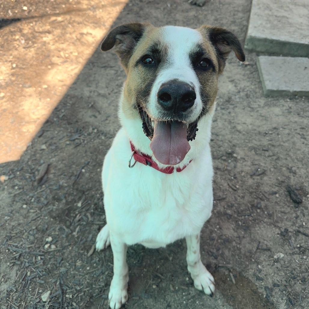 Enlarge DEXTER, a Adoptable mixed breed in Kyle, TX image 2/6