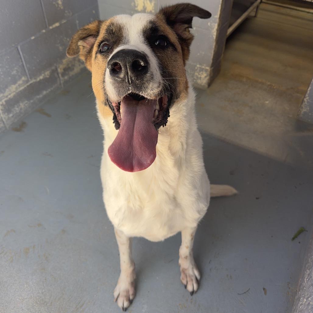 Enlarge DEXTER, a Adoptable mixed breed in Kyle, TX image 3/6