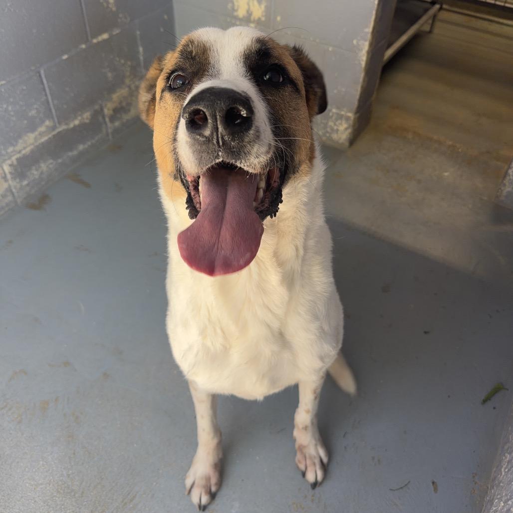 Enlarge DEXTER, a Adoptable mixed breed in Kyle, TX image 4/6