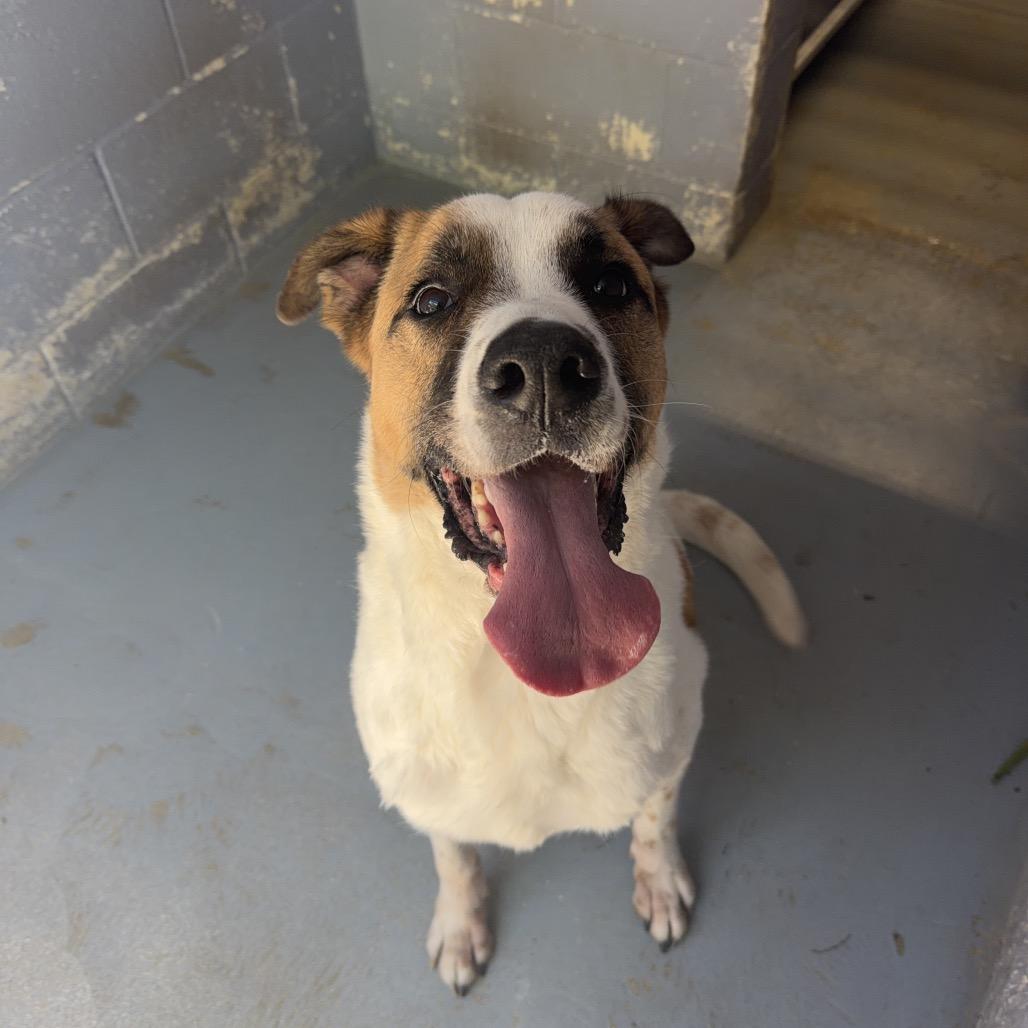 Enlarge DEXTER, a Adoptable mixed breed in Kyle, TX image 5/6