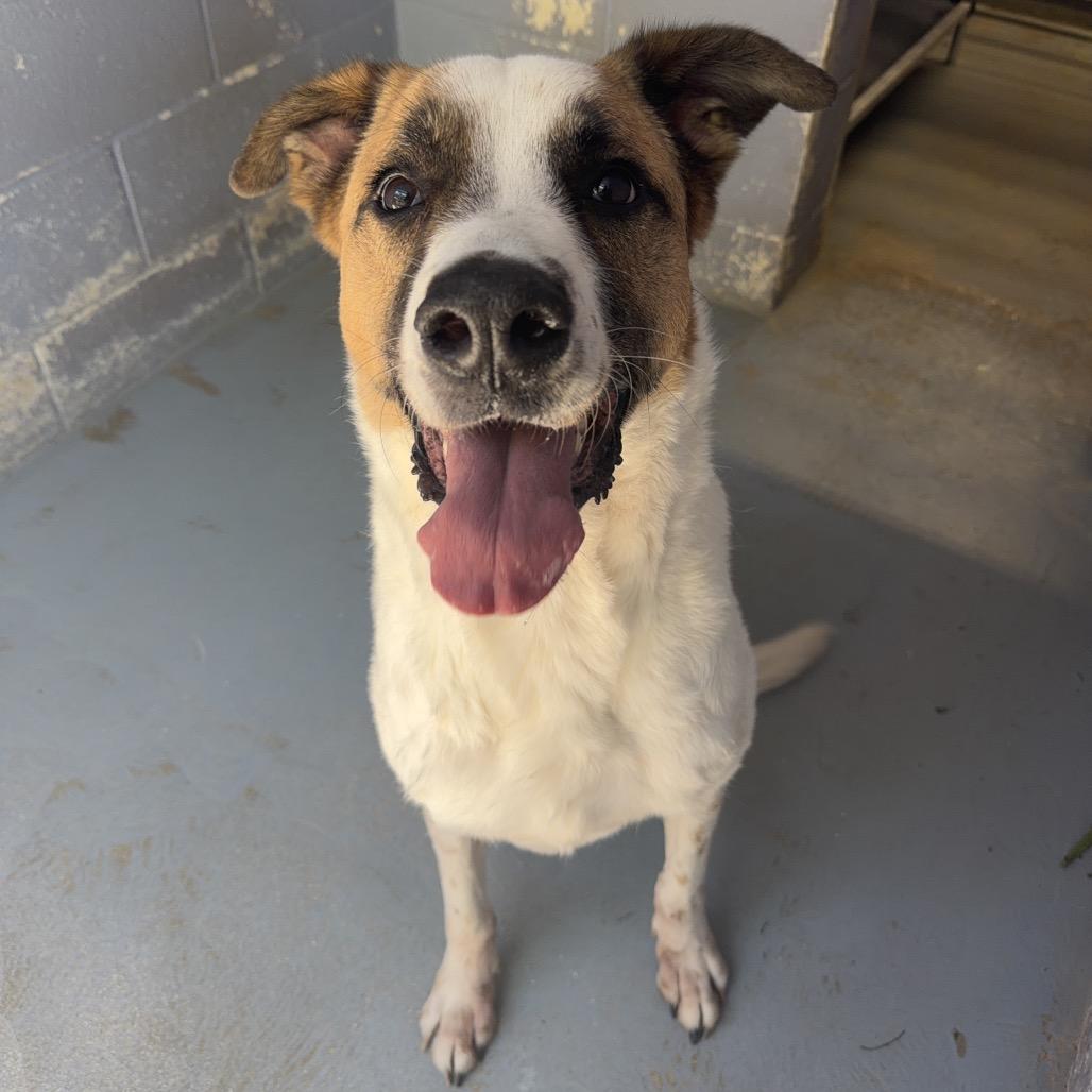 Enlarge DEXTER, a Adoptable mixed breed in Kyle, TX image 6/6