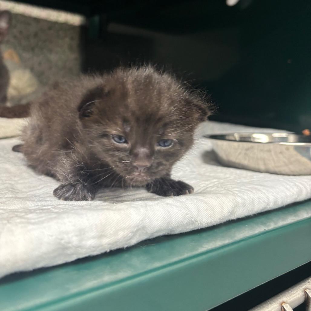 Black/White Hairs, Adoptable, Kitten Female Domestic Short Hair.